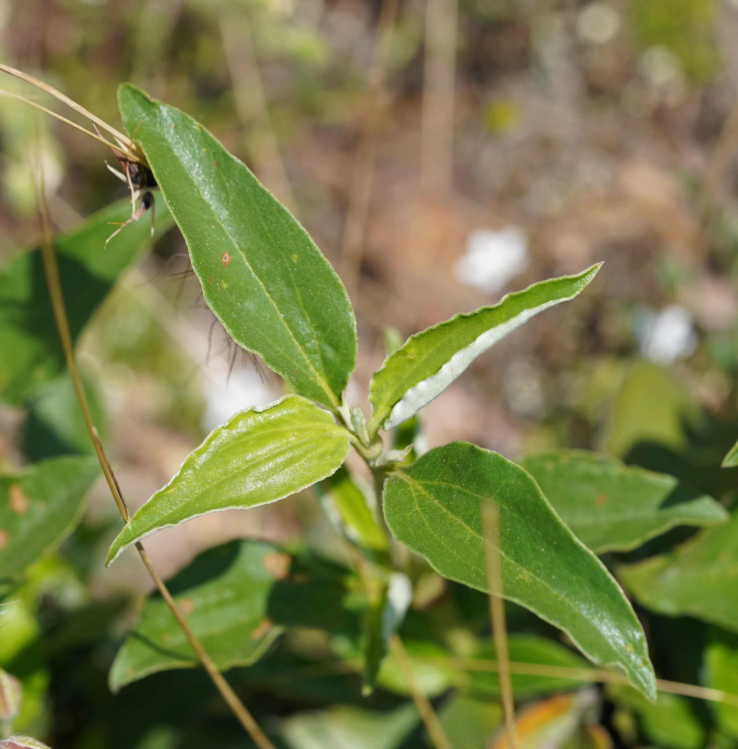 Cistus laurifolius