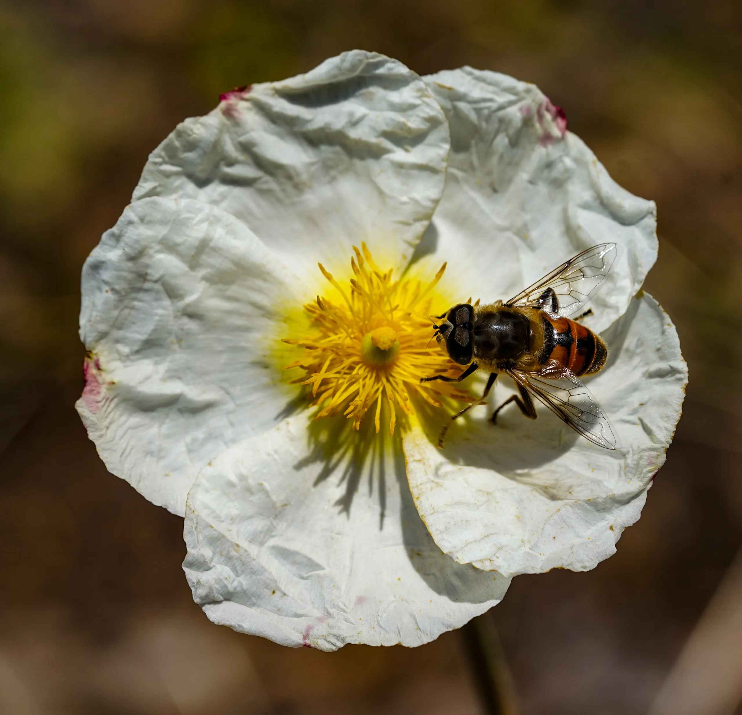 Cistus laurifolius