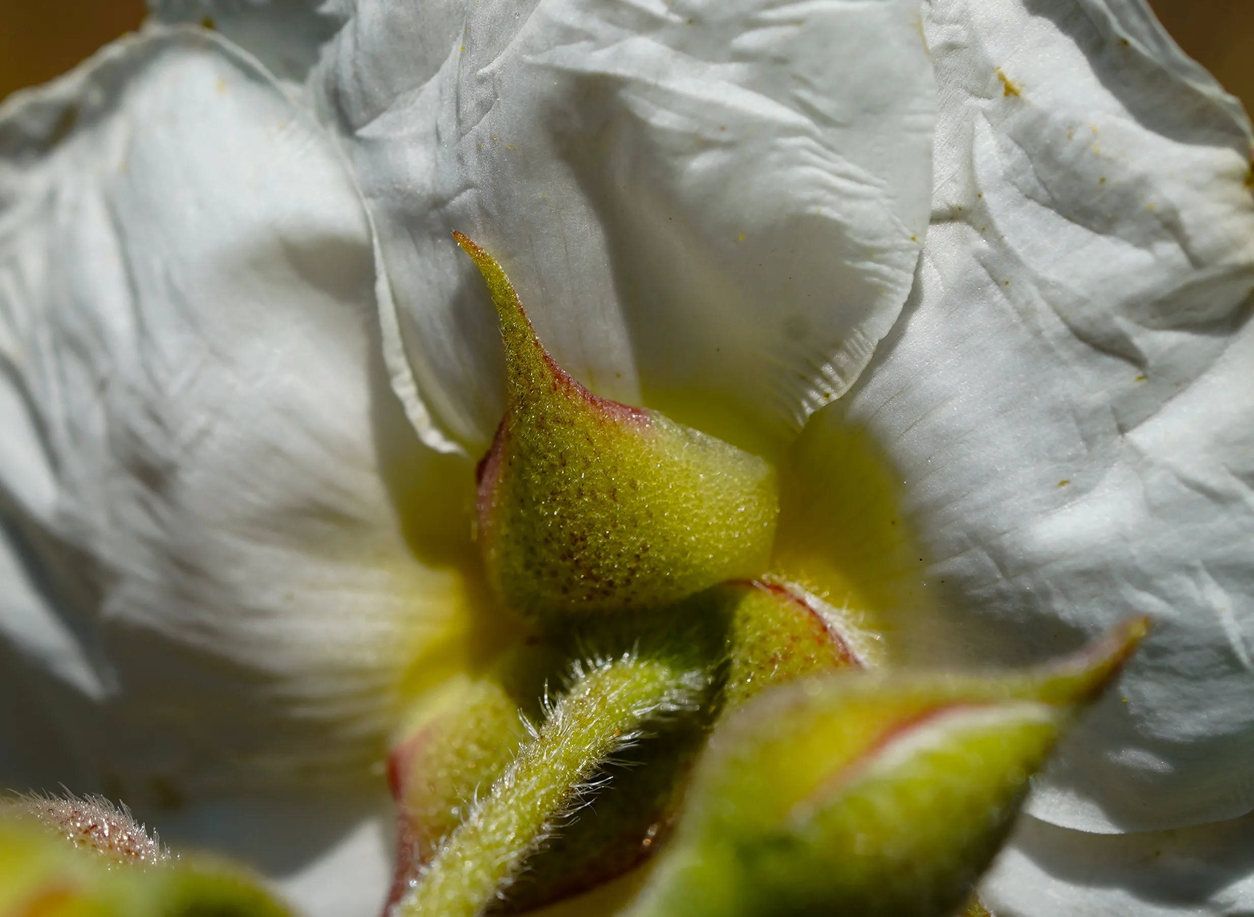 Cistus laurifolius