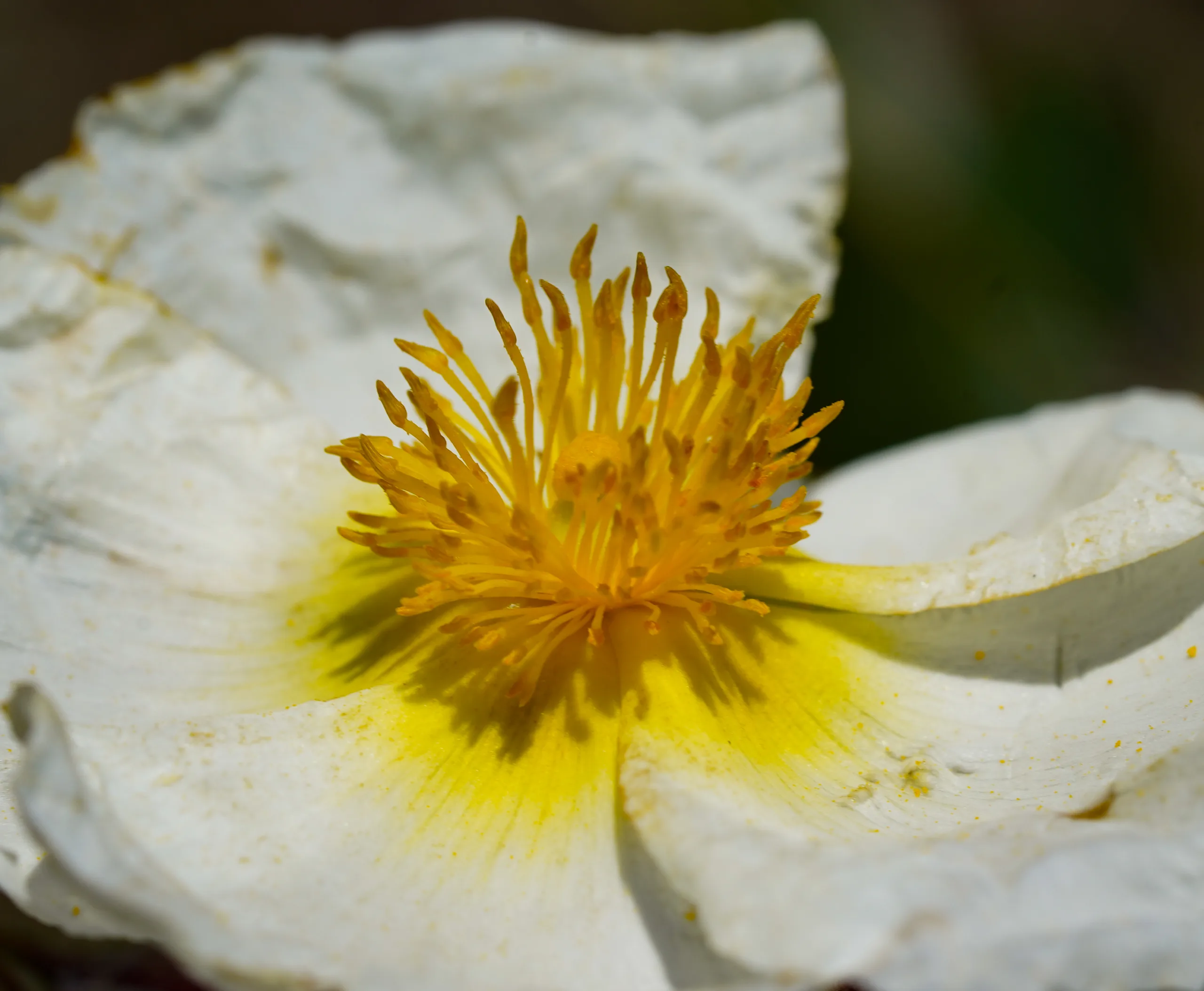 Cistus laurifolius