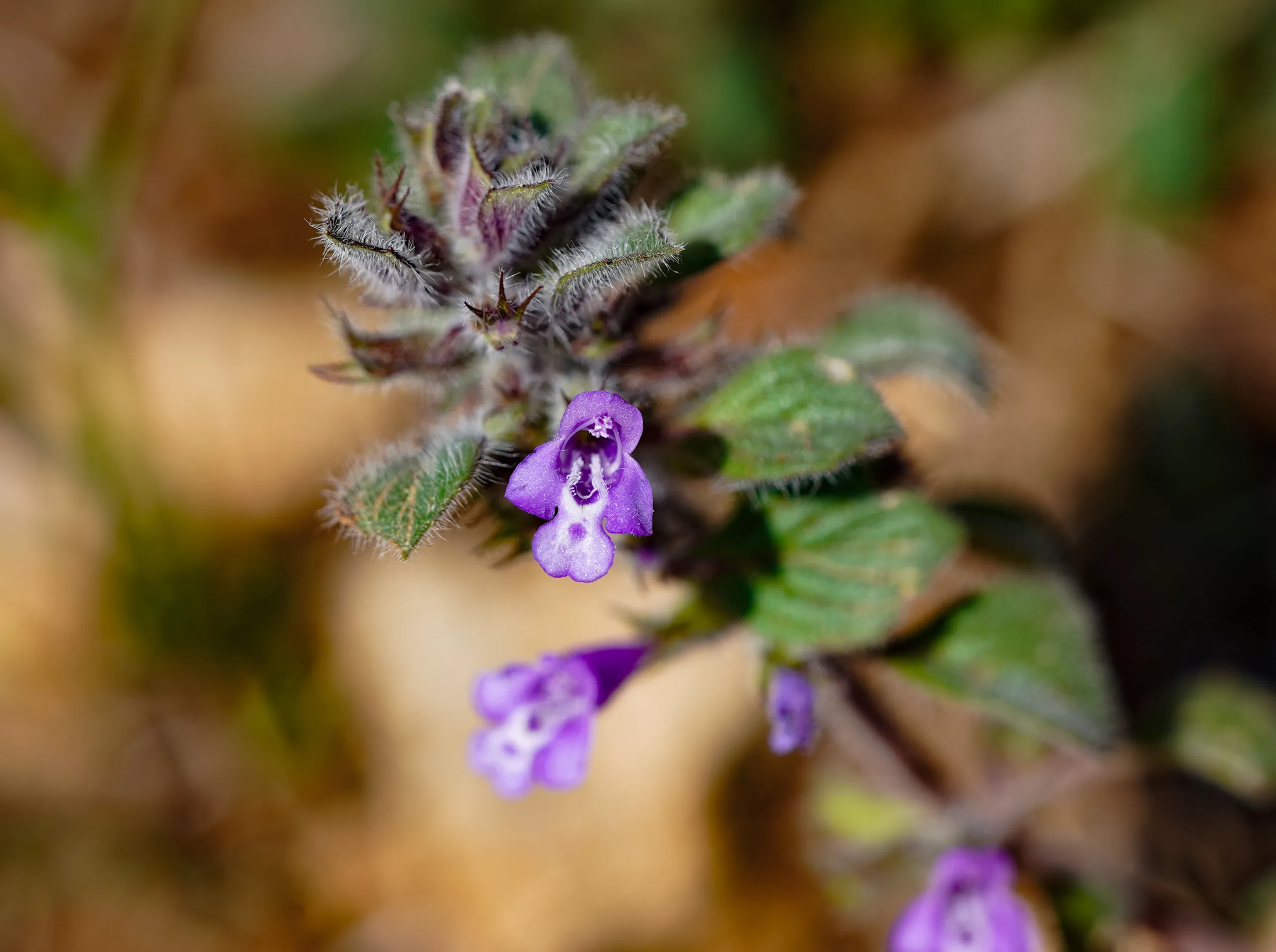 Clinopodium acinos