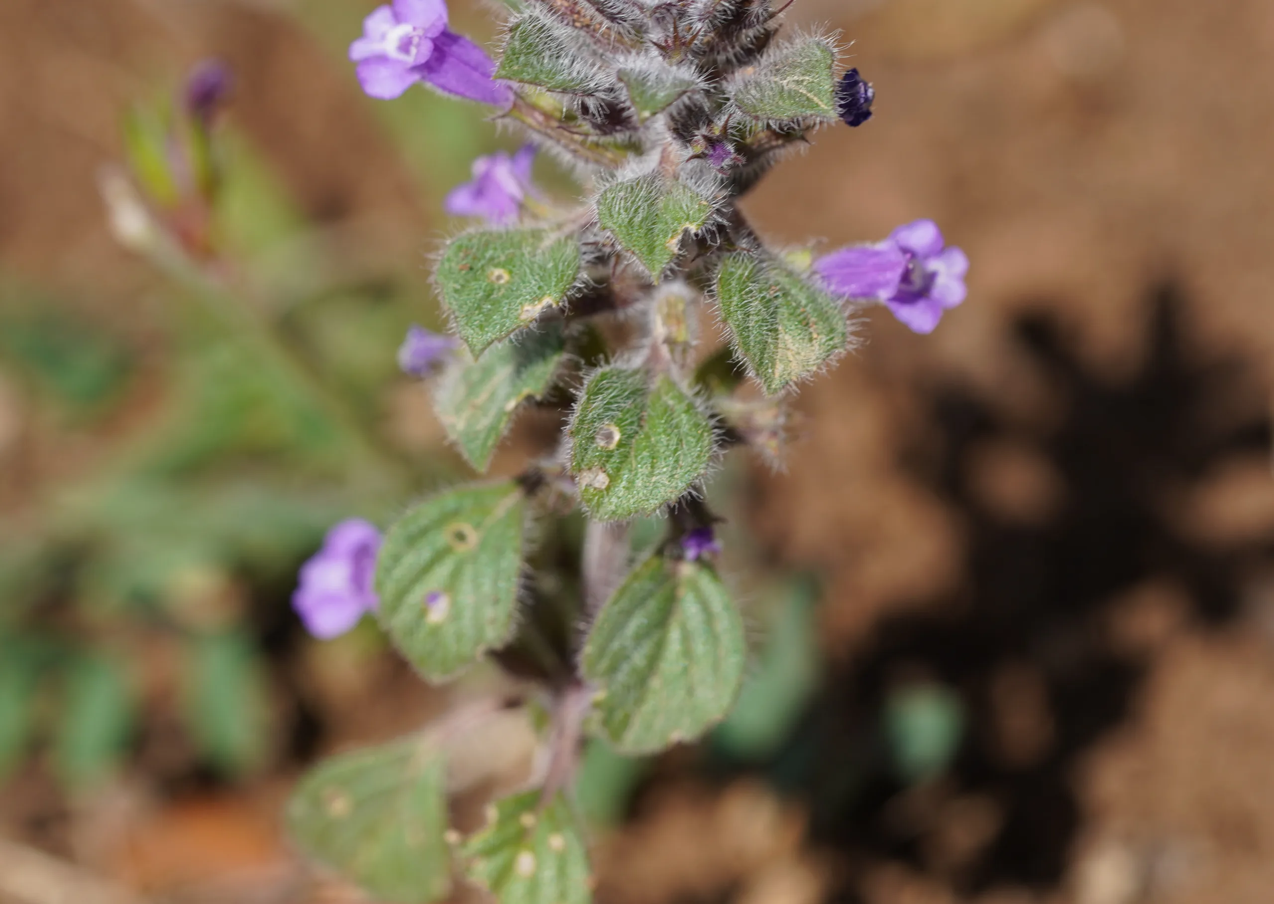 Clinopodium acinos