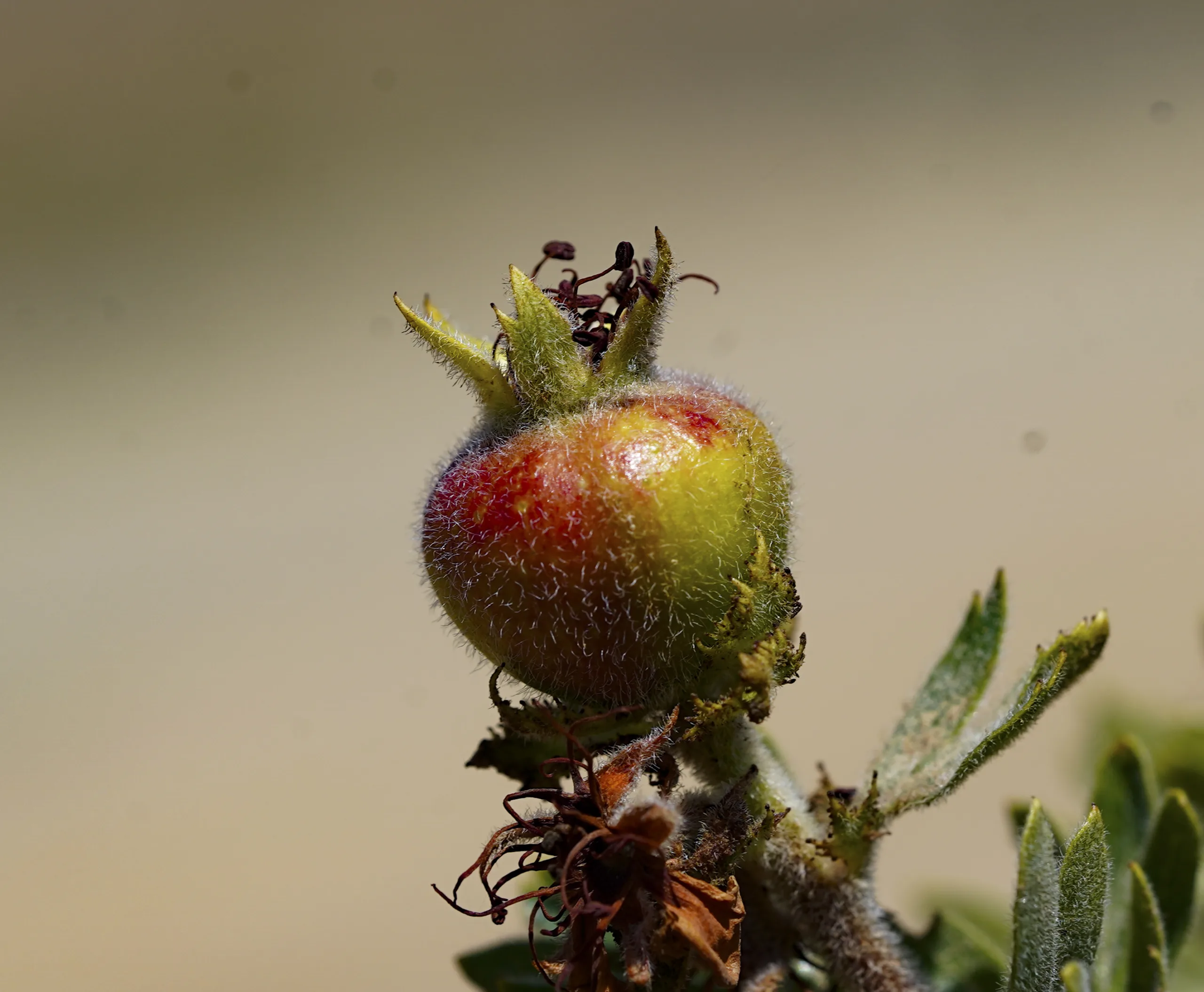 Crataegus orientalis
