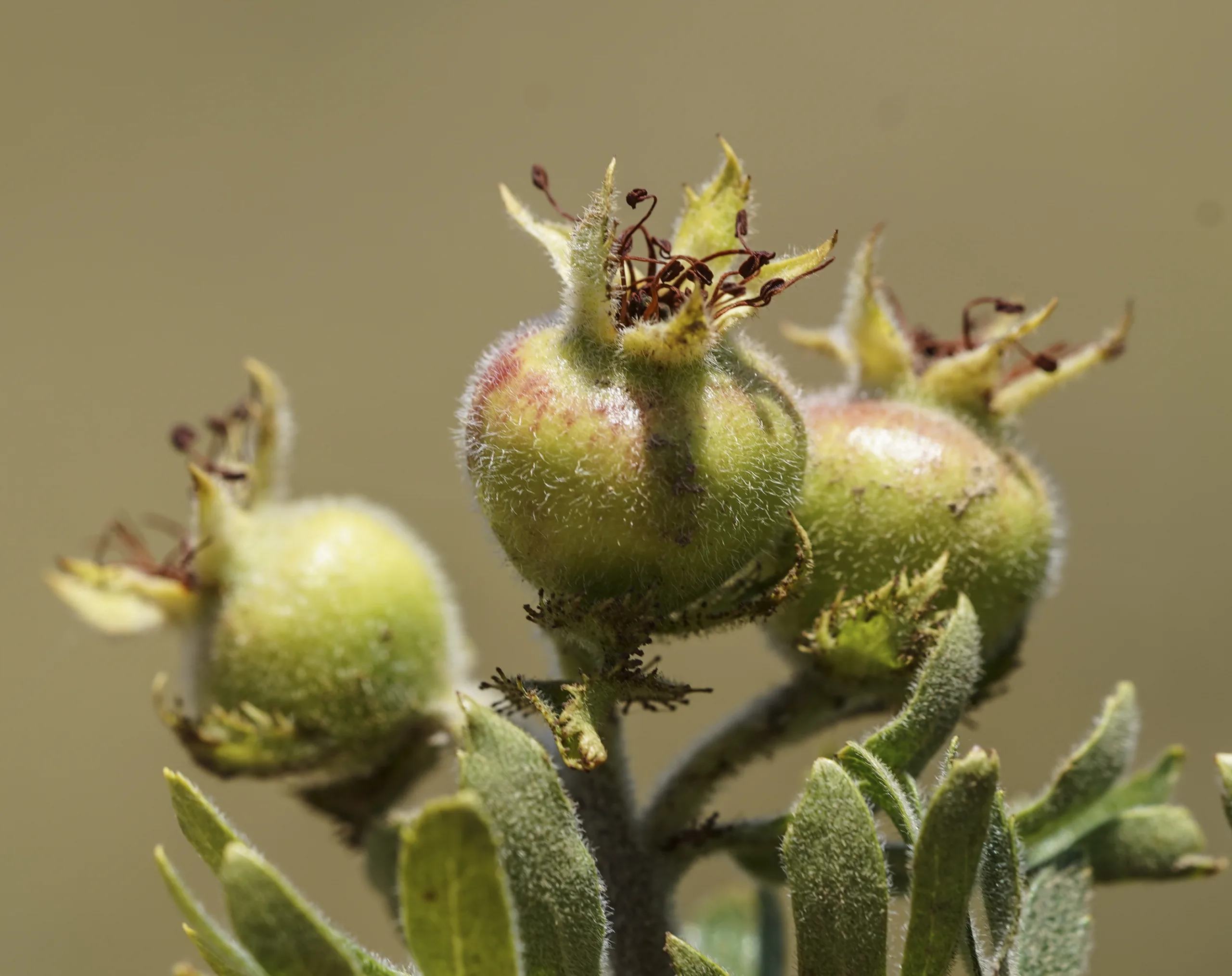 Crataegus orientalis