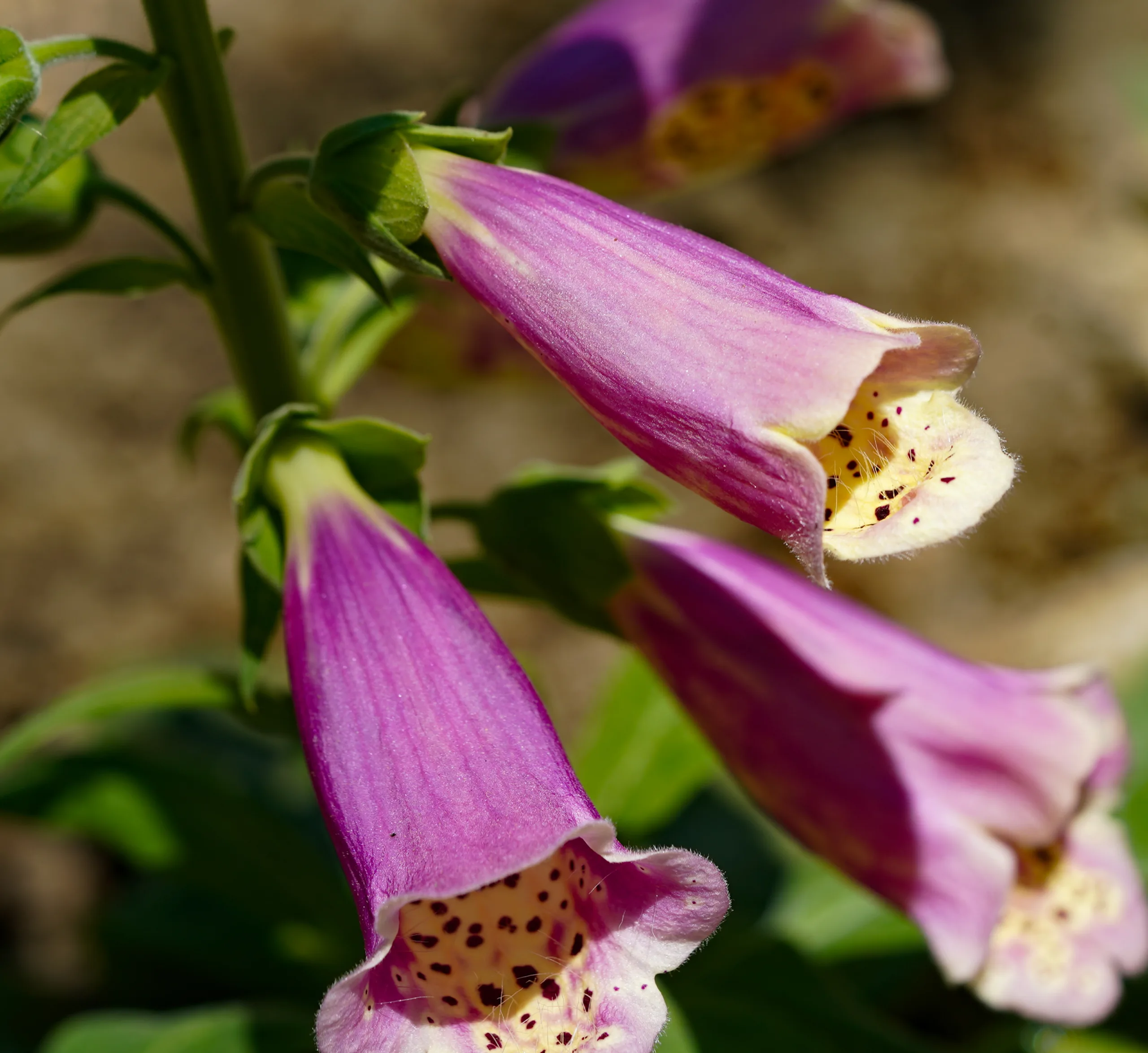 Digitalis purpurea