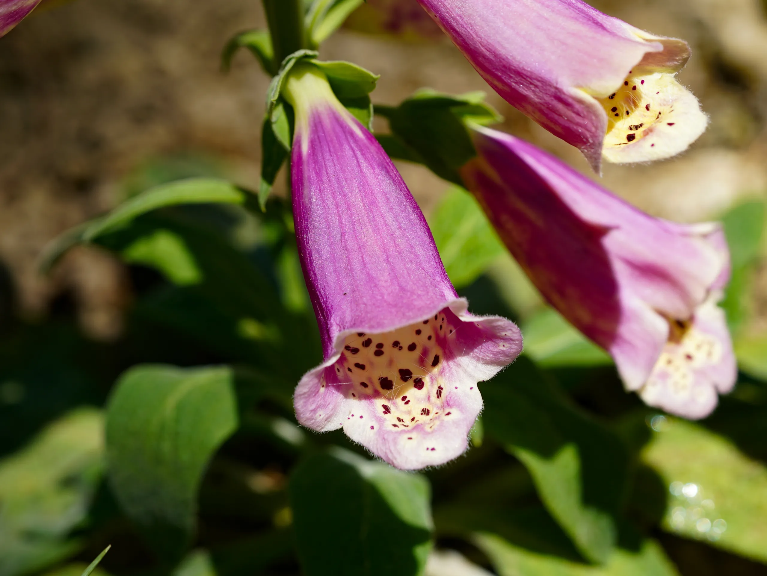 Digitalis purpurea