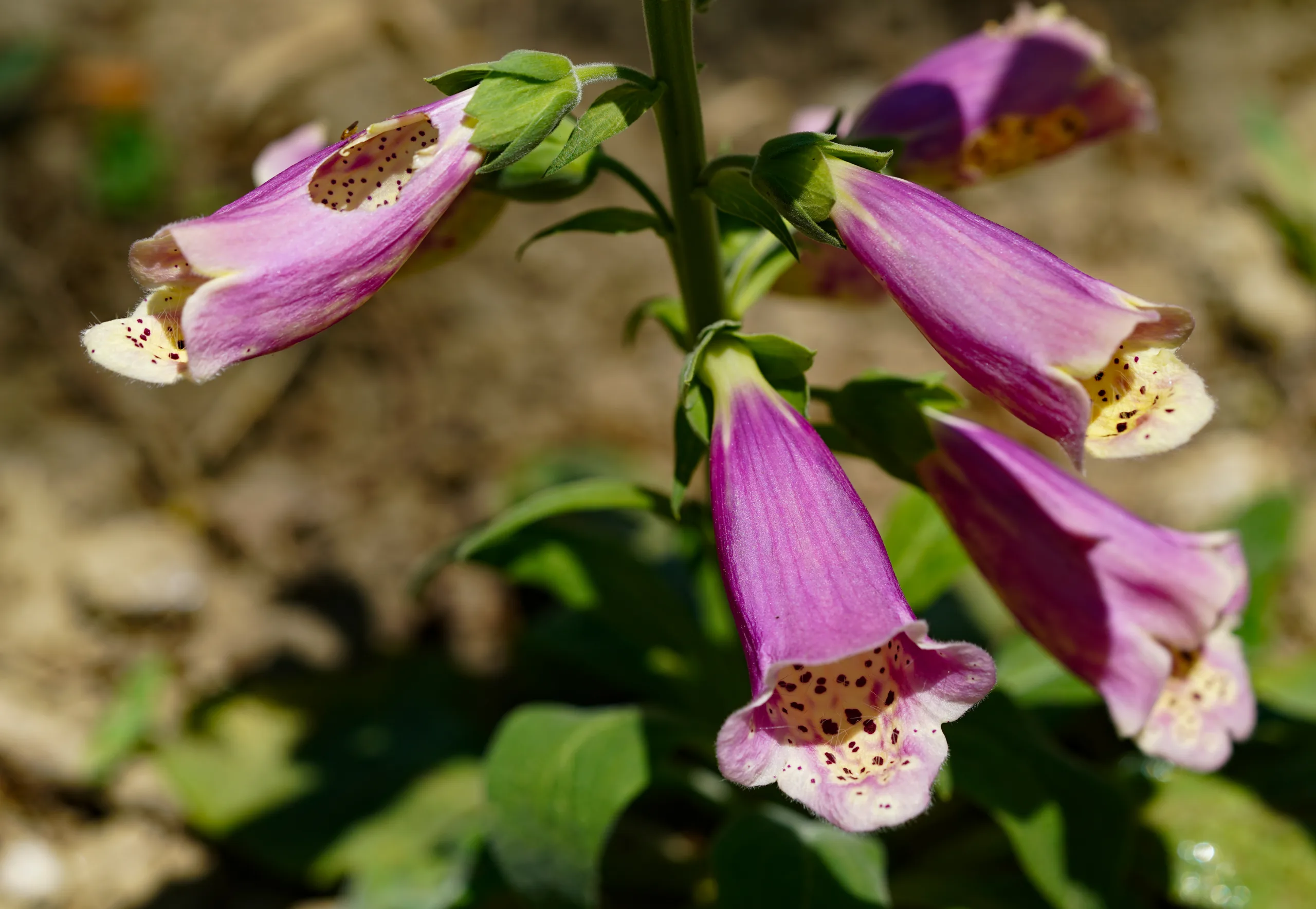 Digitalis purpurea