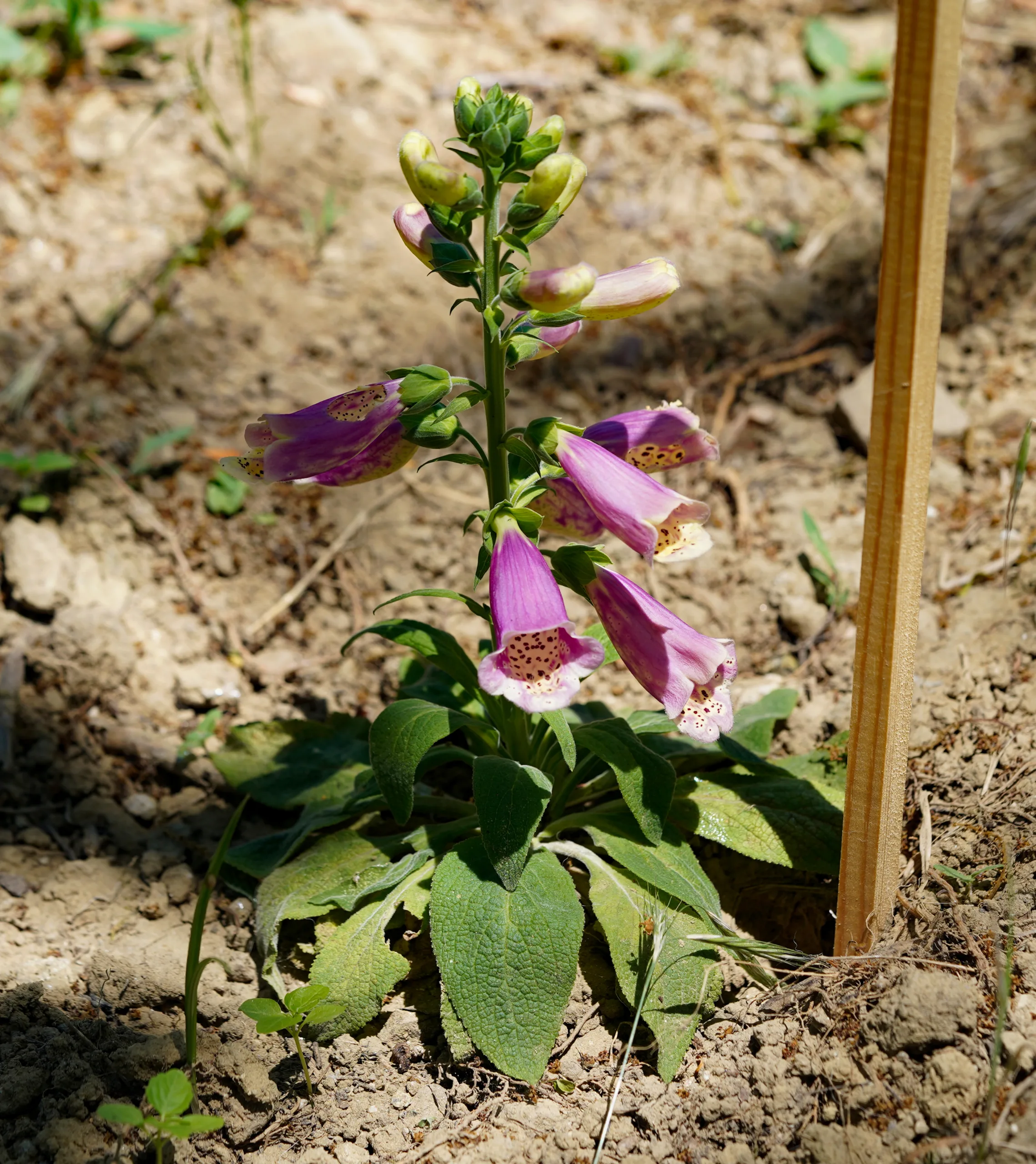 Digitalis purpurea