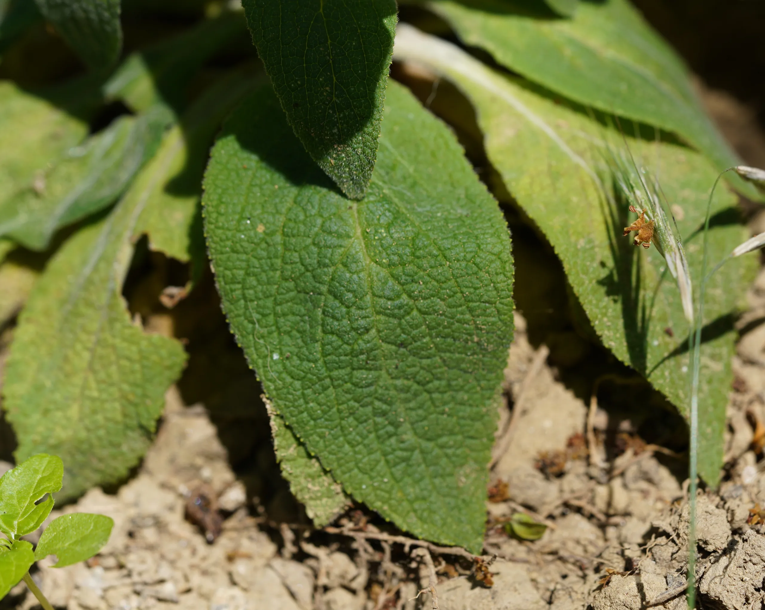 Digitalis purpurea
