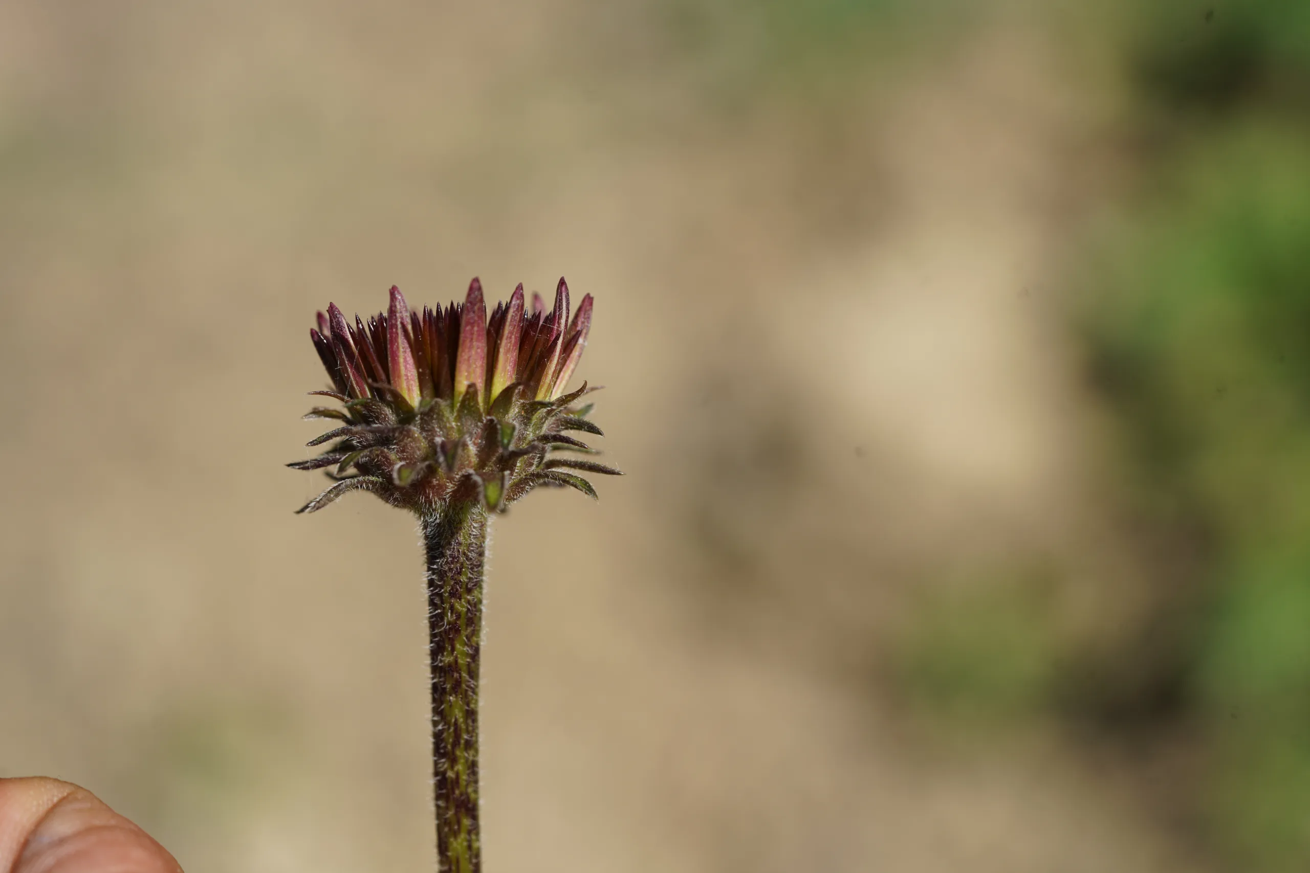 Echinacea purpurea