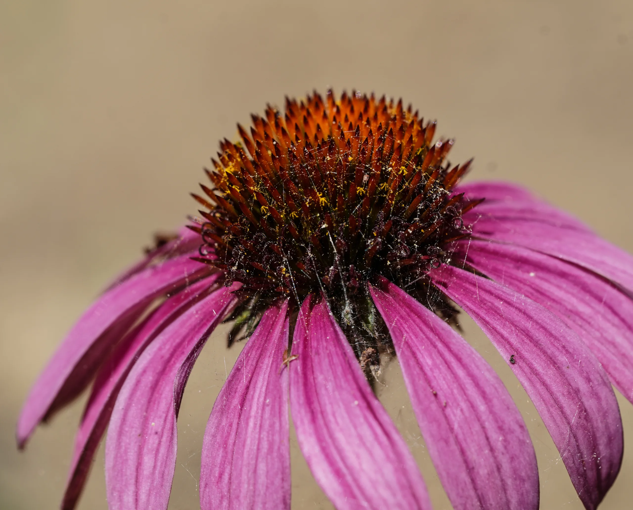 Echinacea purpurea