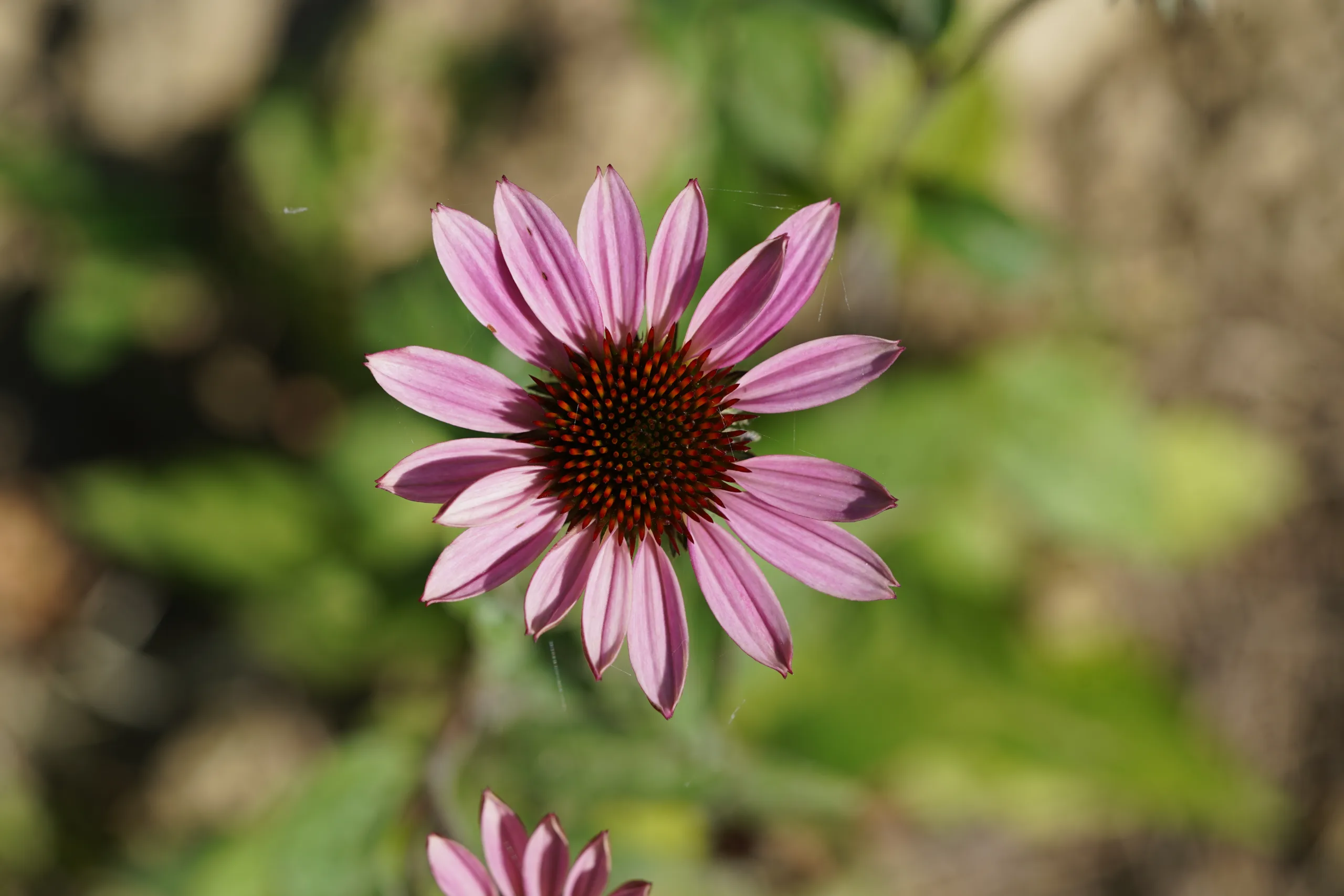 Echinacea purpurea