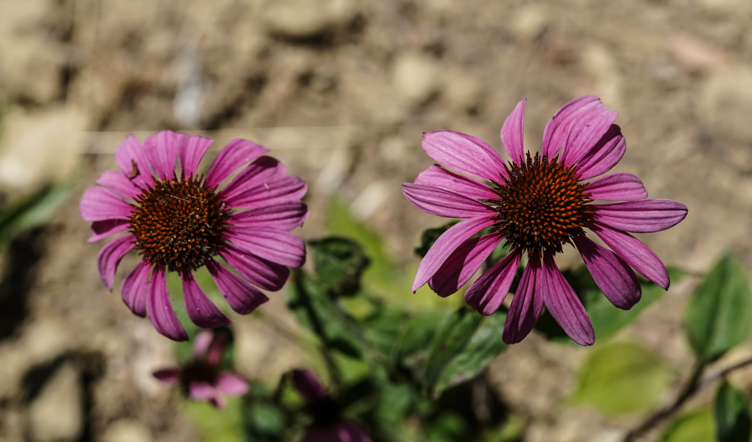 Echinacea purpurea