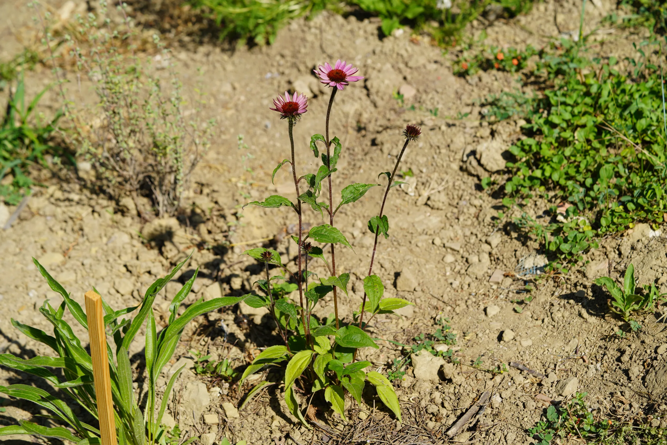 Echinacea purpurea