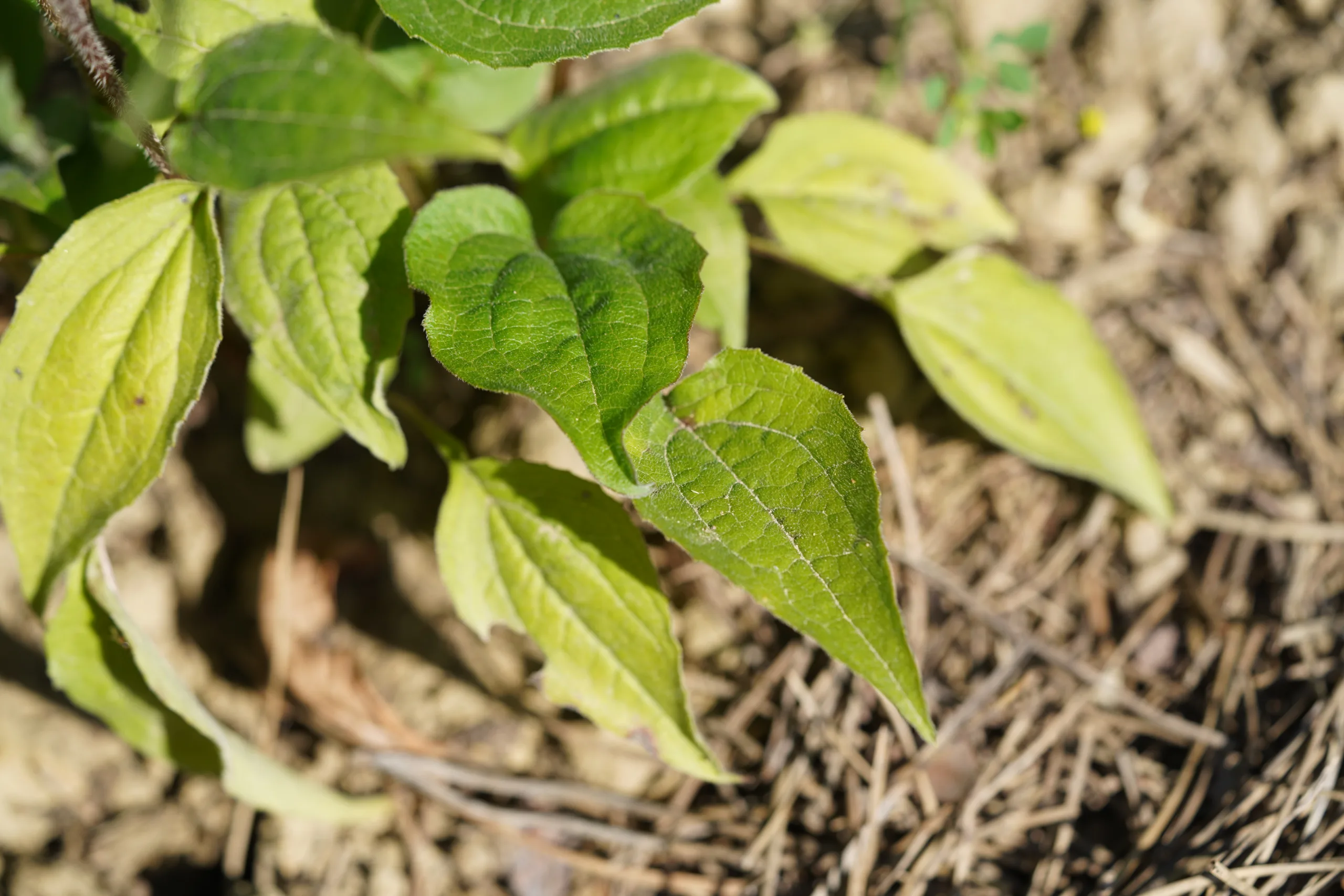Echinacea purpurea