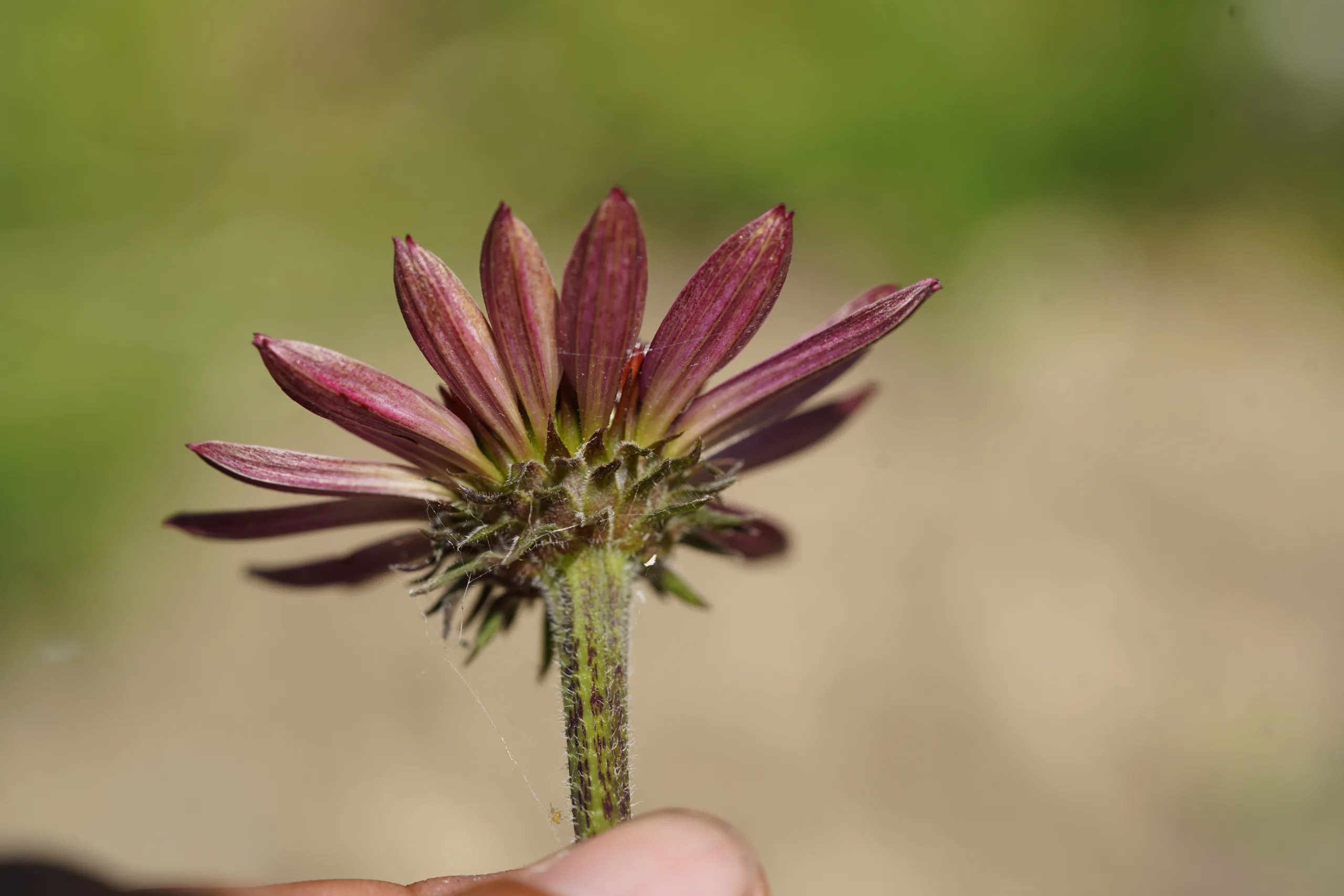Echinacea purpurea