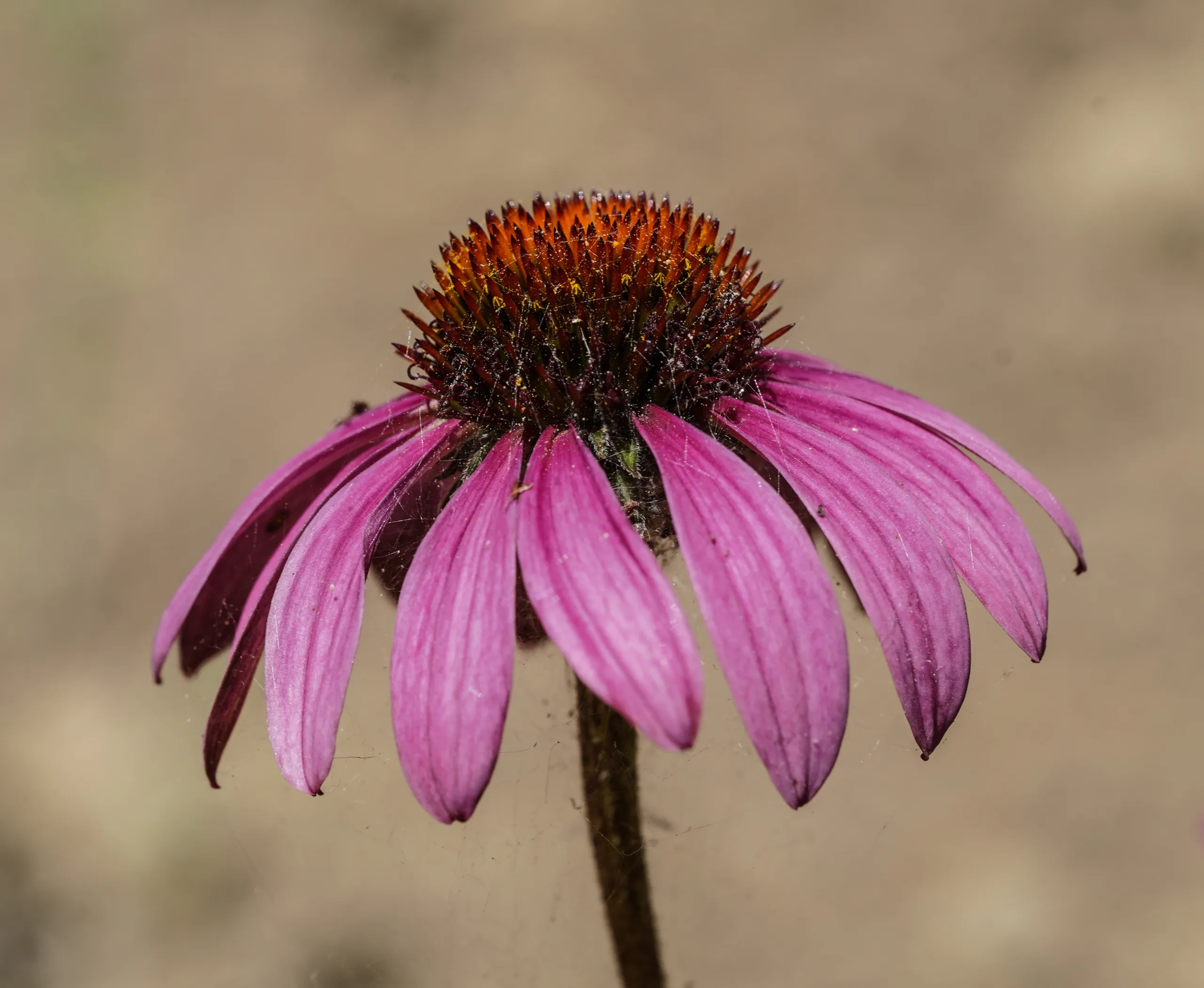 Echinacea purpurea