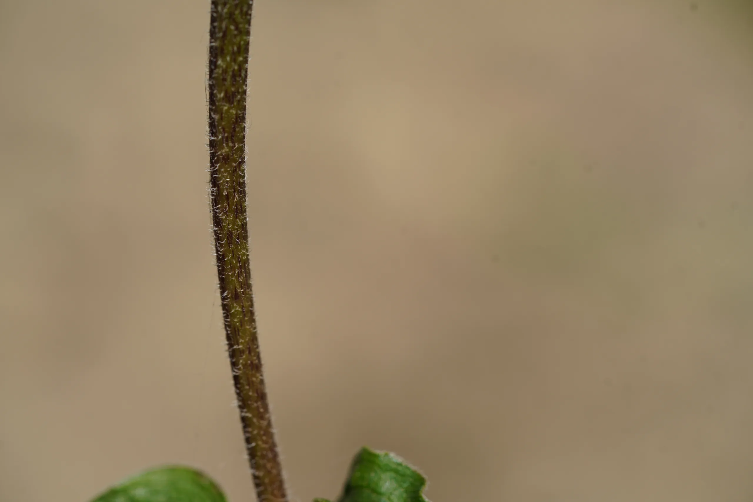 Echinacea purpurea