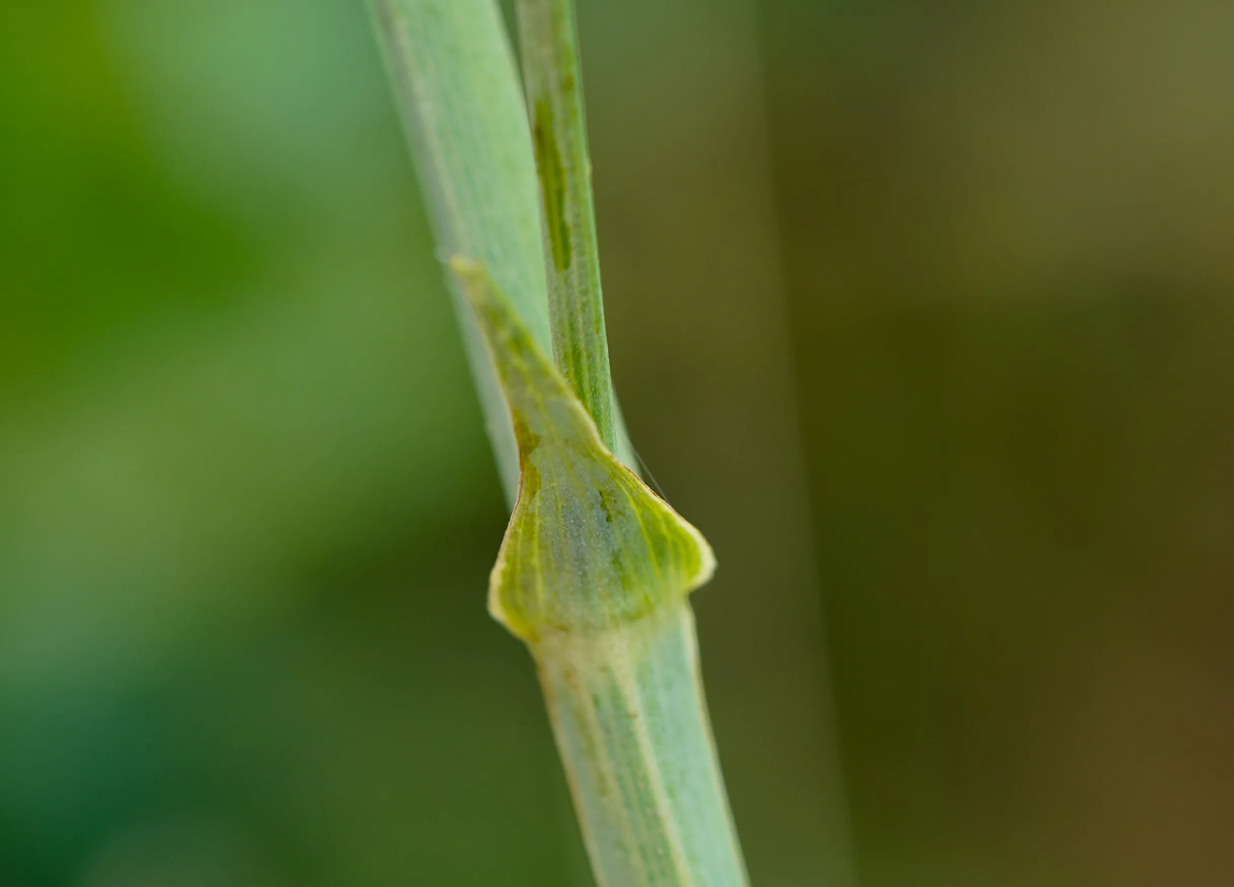 Heptaptera triquetra