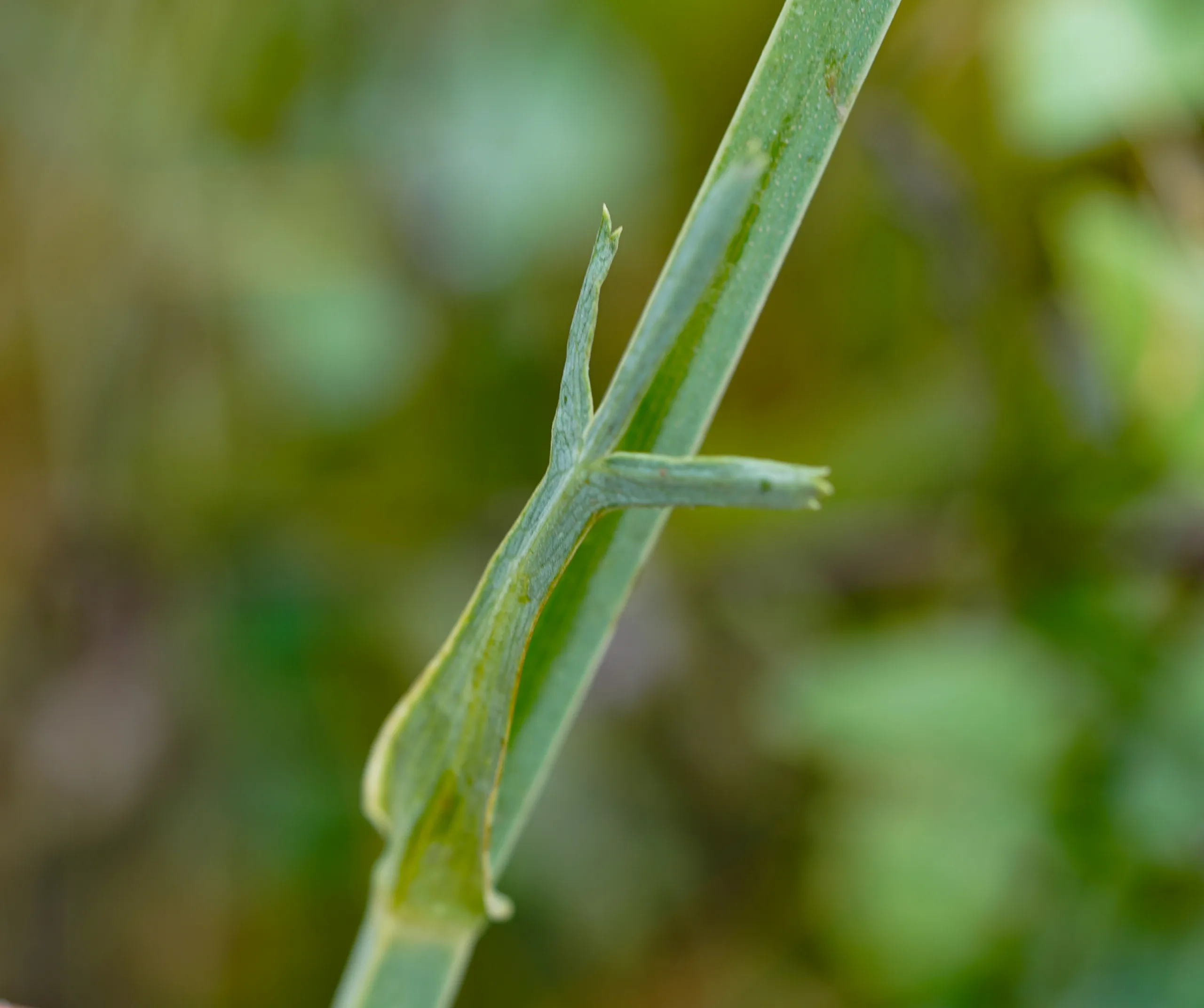 Heptaptera triquetra