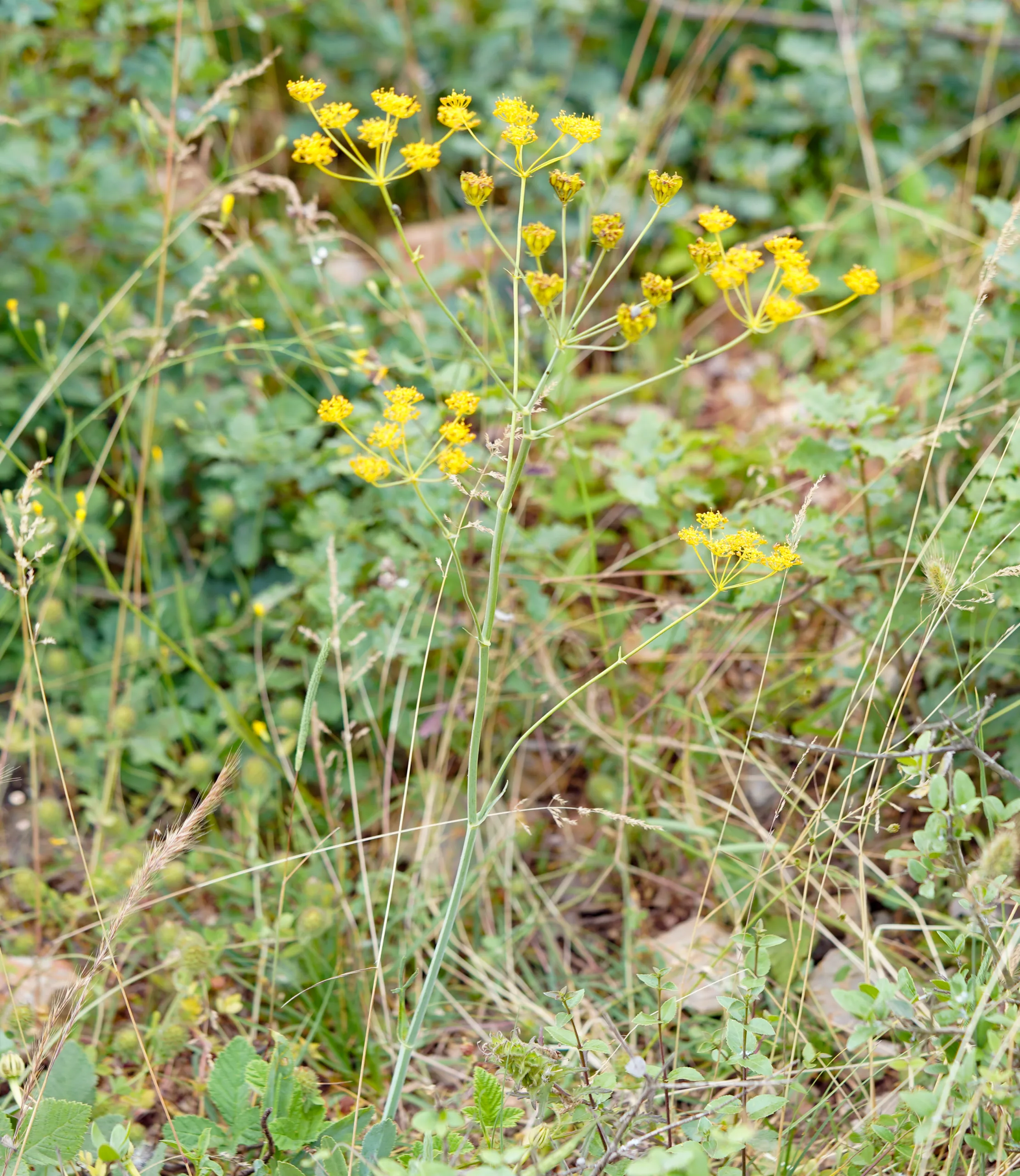 Heptaptera triquetra