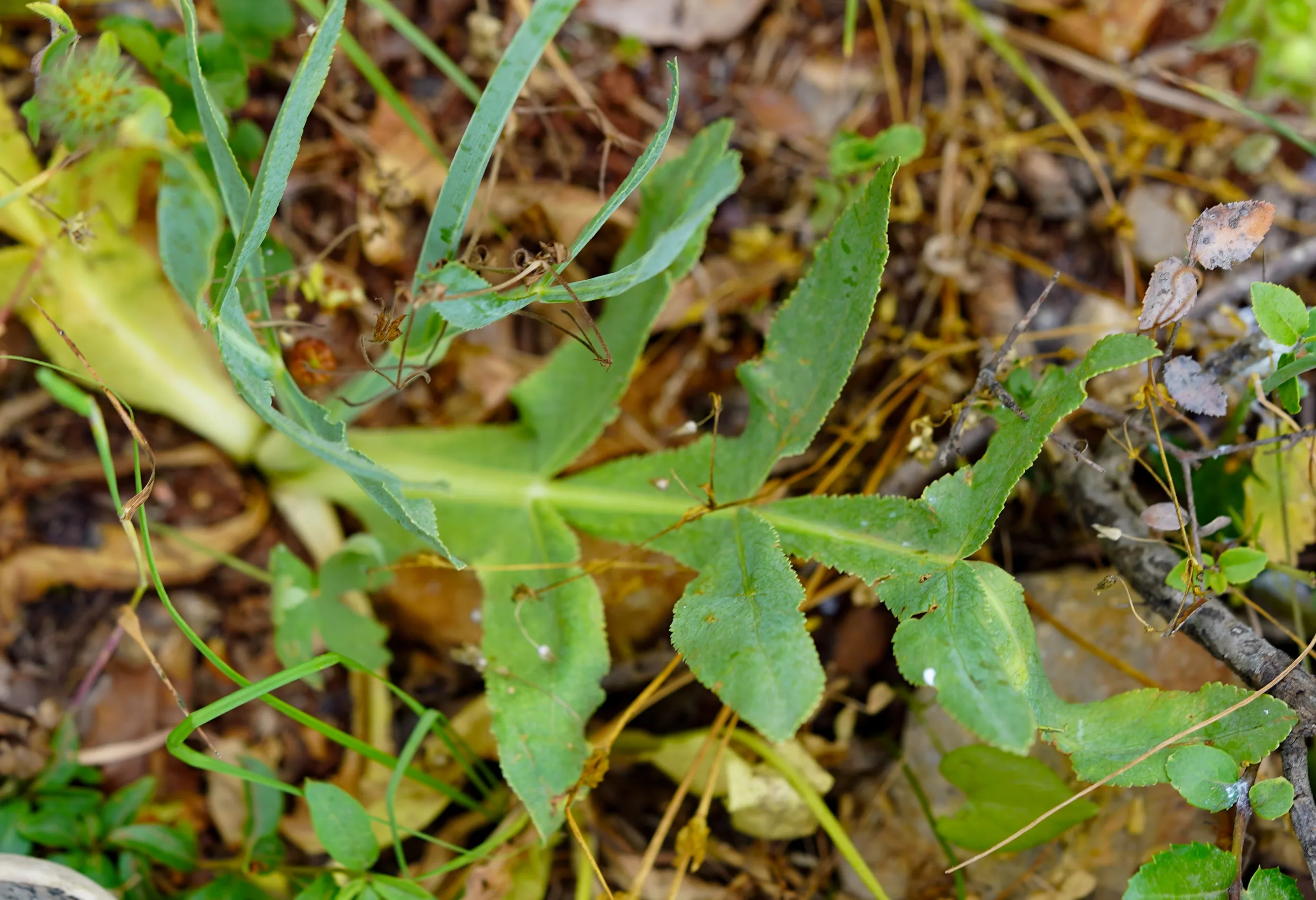 Heptaptera triquetra