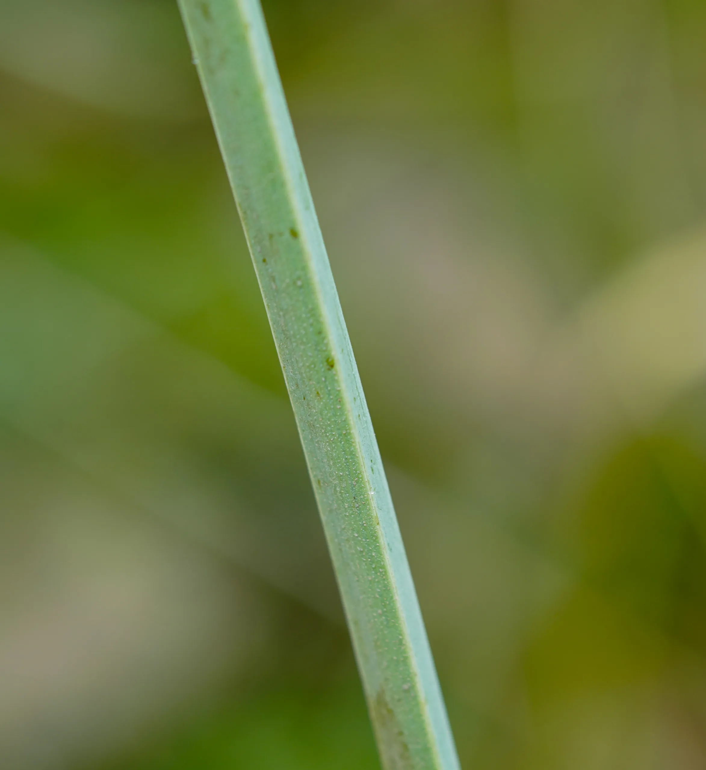 Heptaptera triquetra