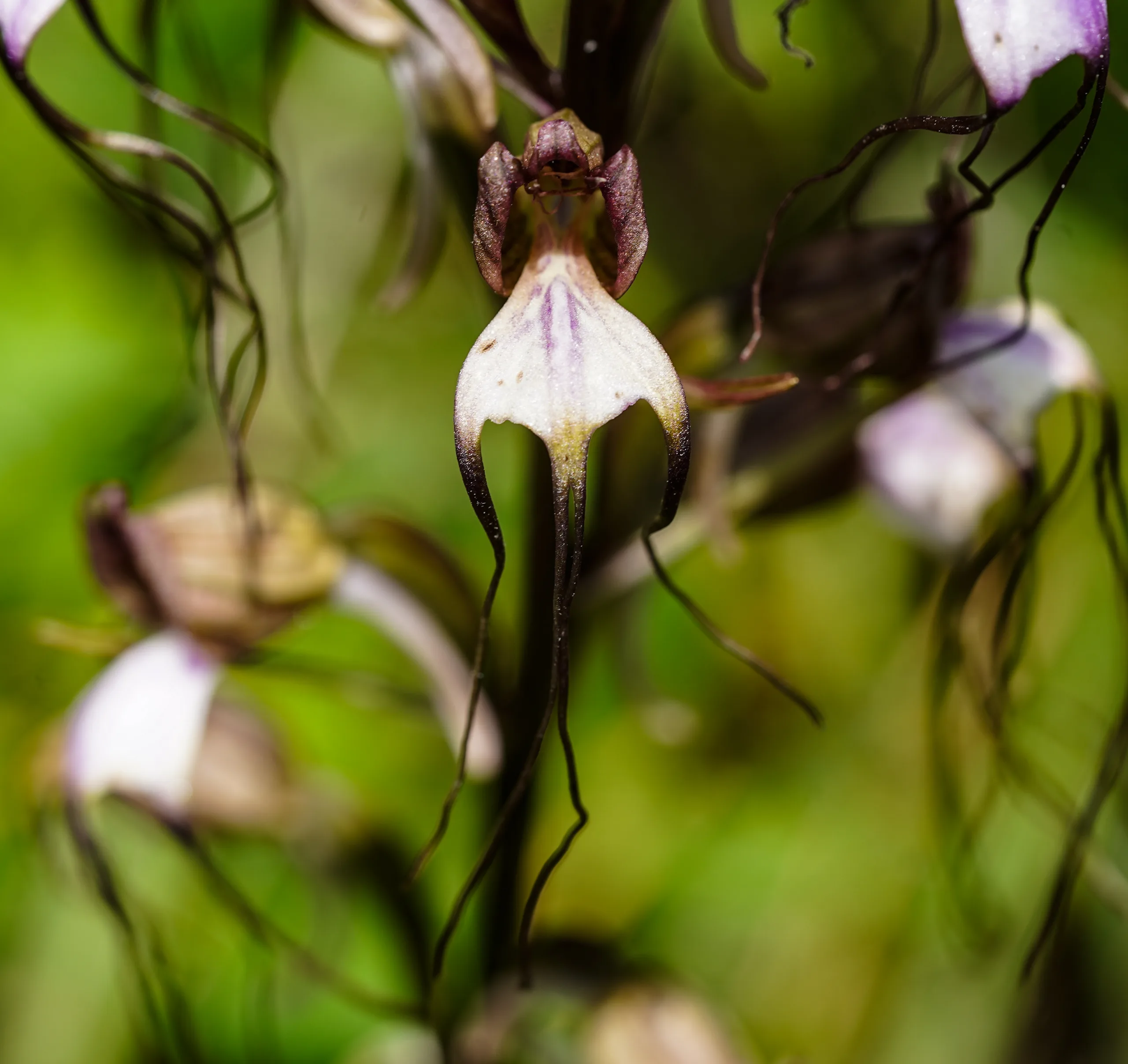 Himantoglossum comperianum