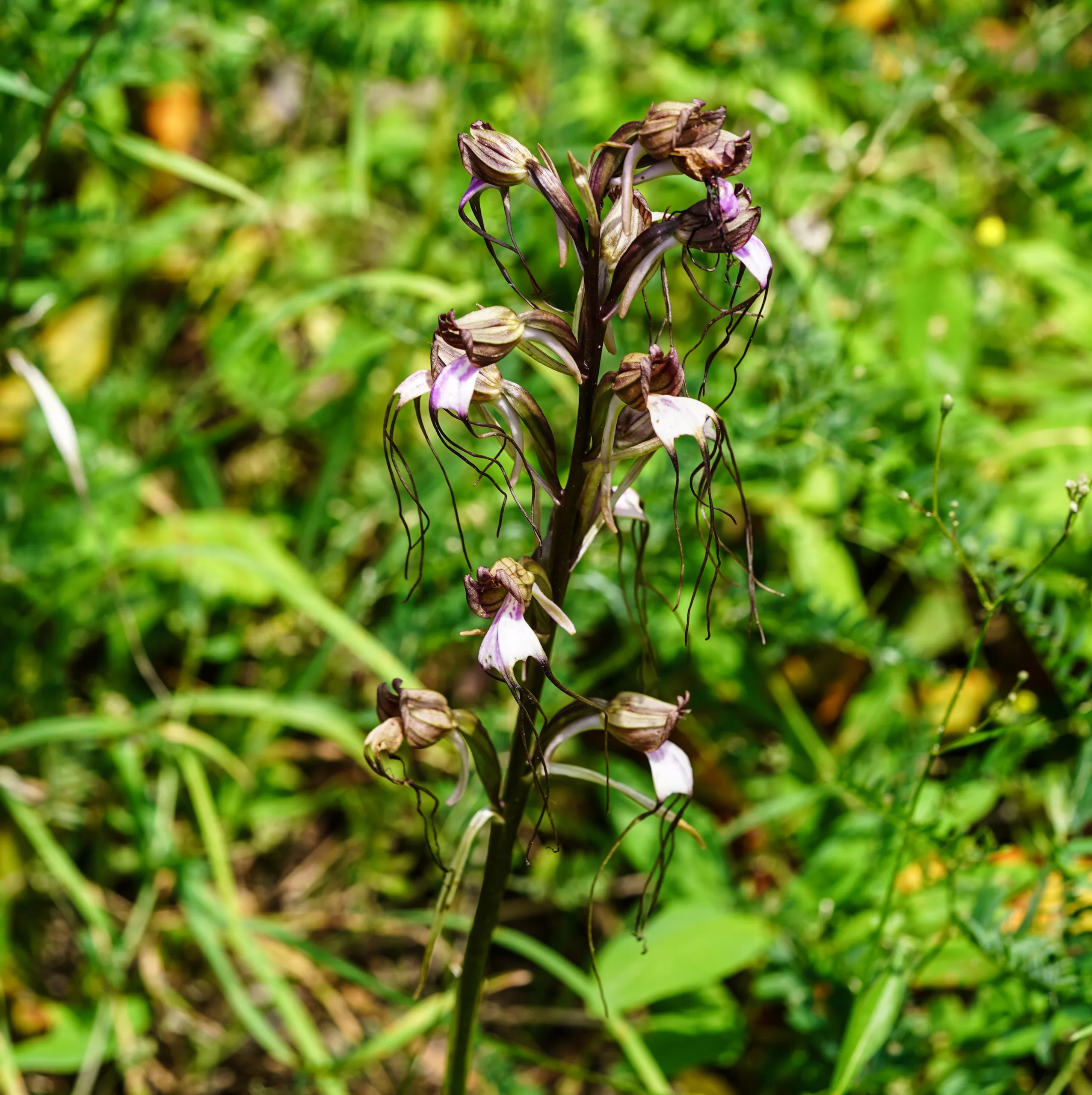 Himantoglossum comperianum