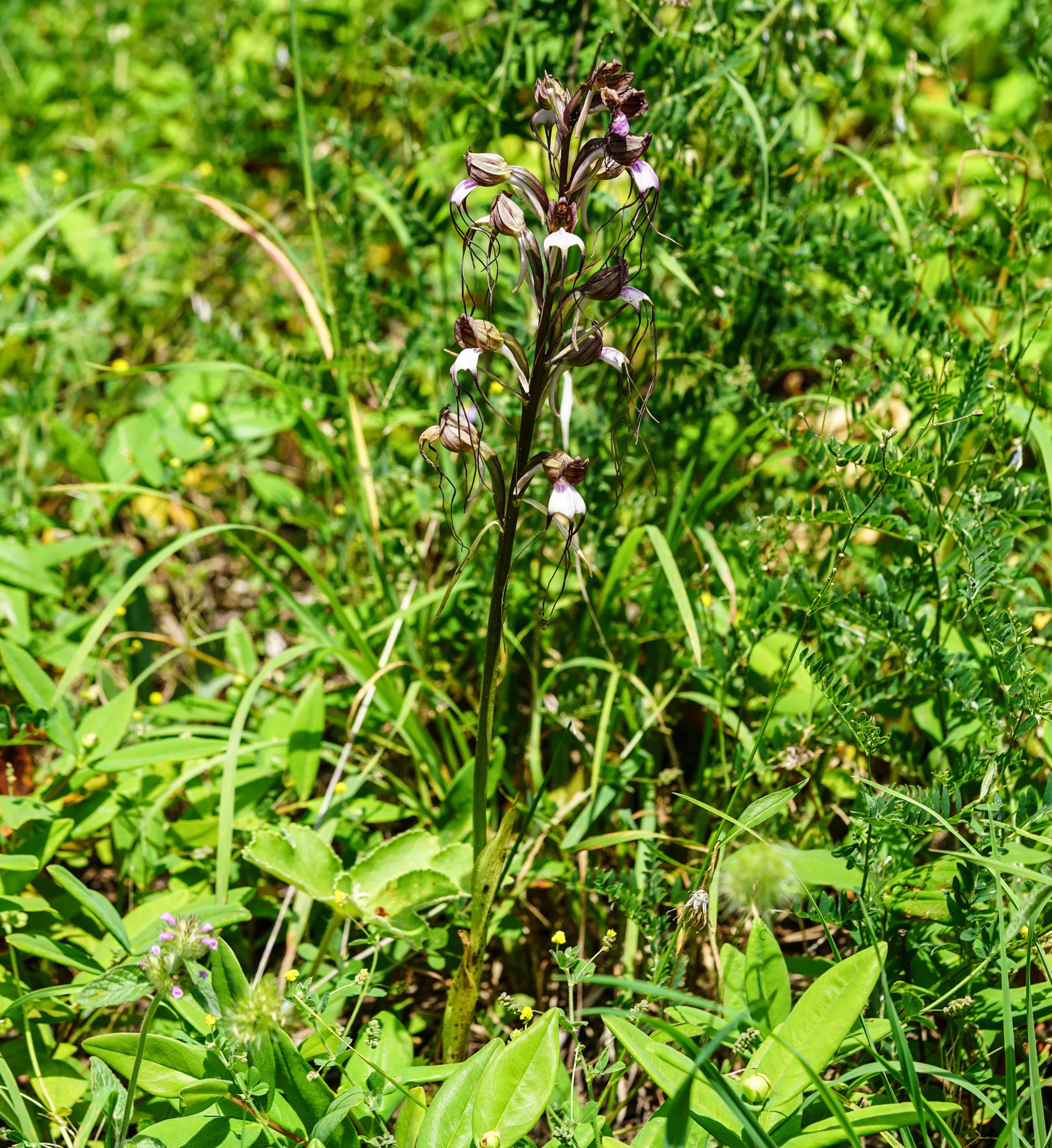 Himantoglossum comperianum