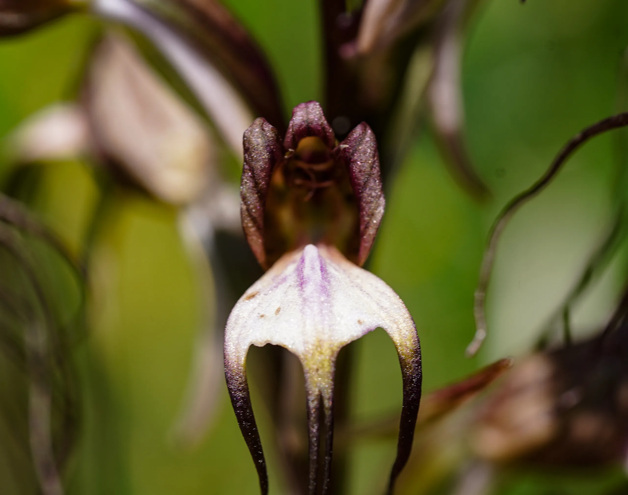 Himantoglossum comperianum