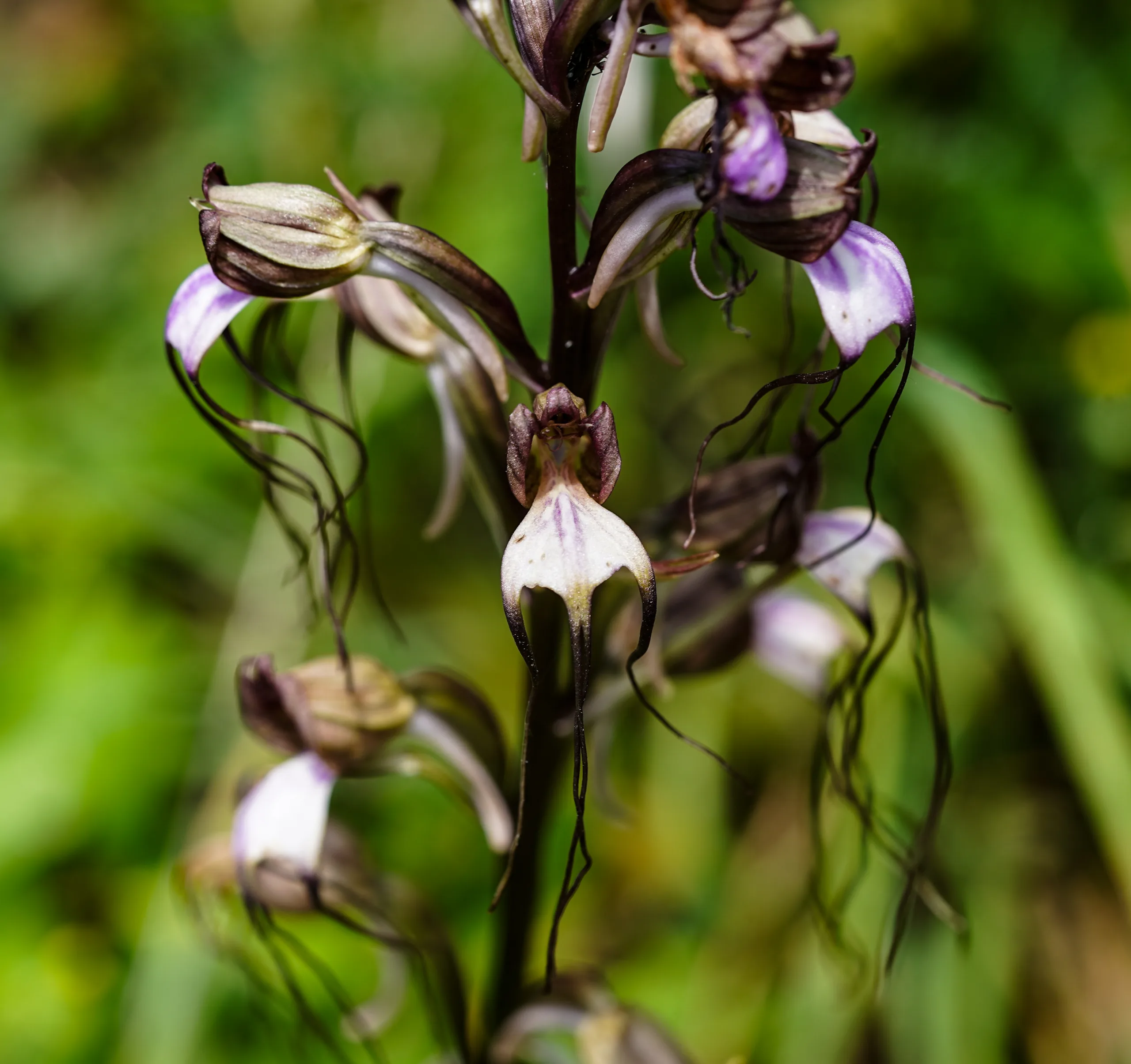 Himantoglossum comperianum