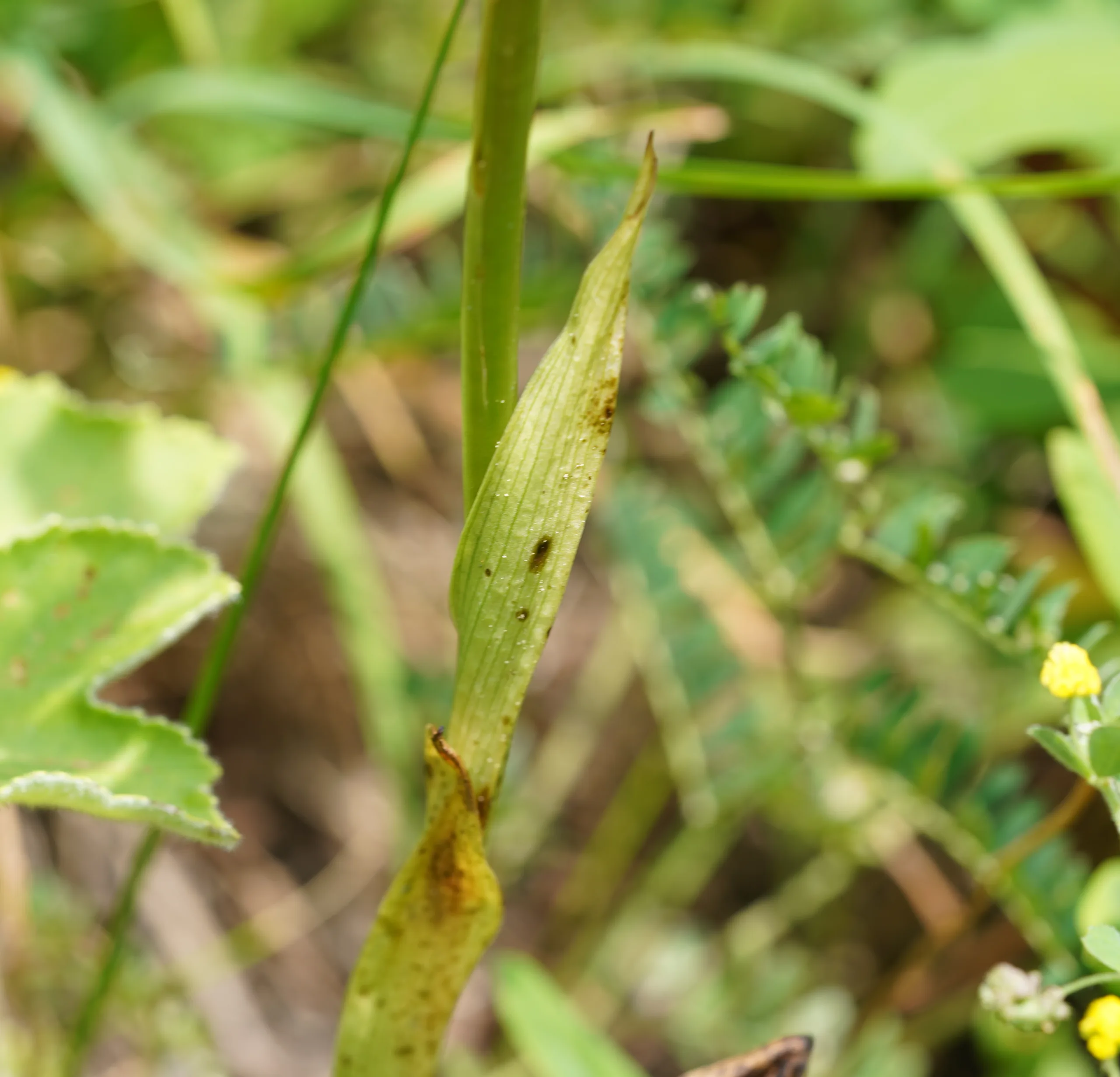 Himantoglossum comperianum