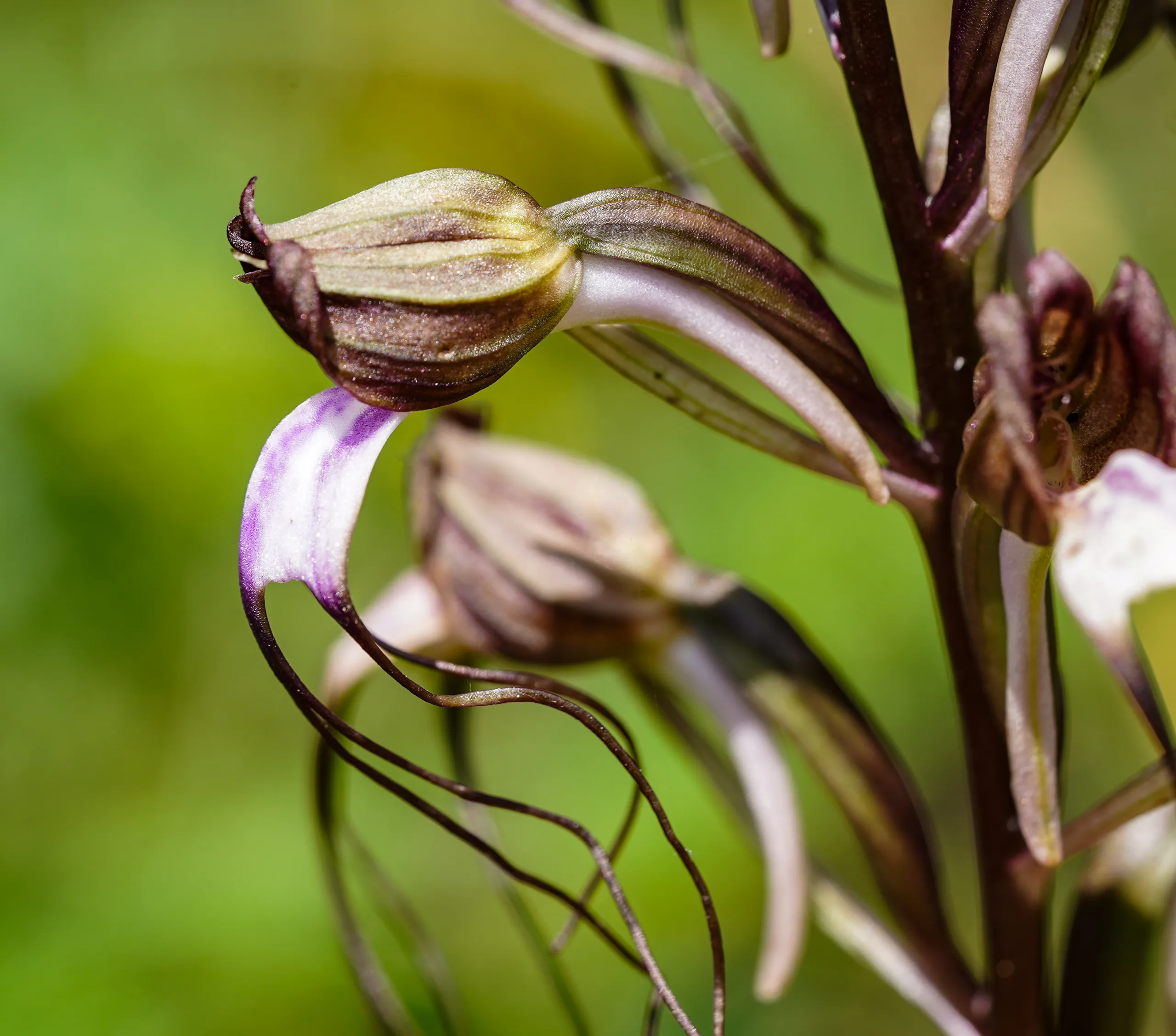 Himantoglossum comperianum