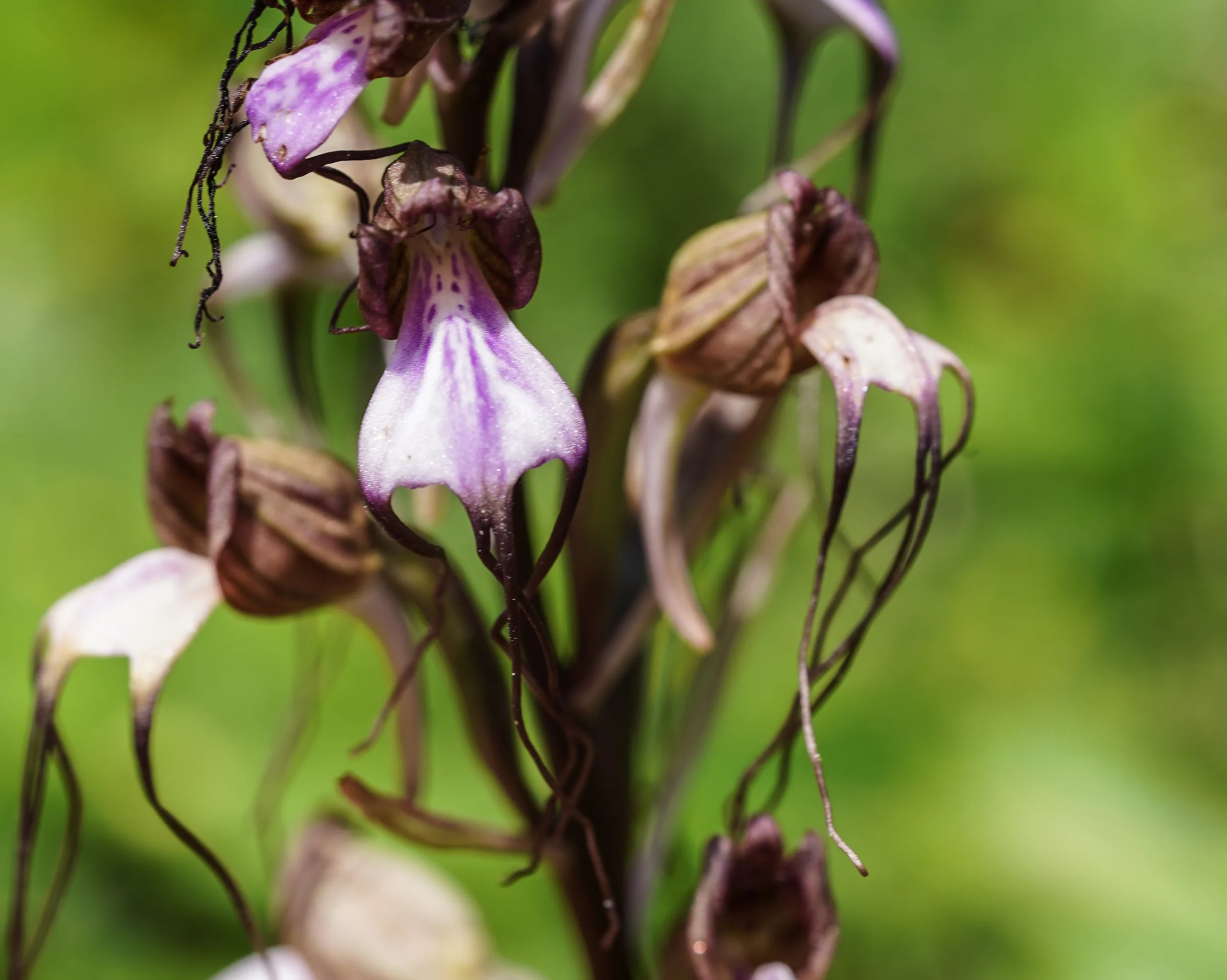 Himantoglossum comperianum