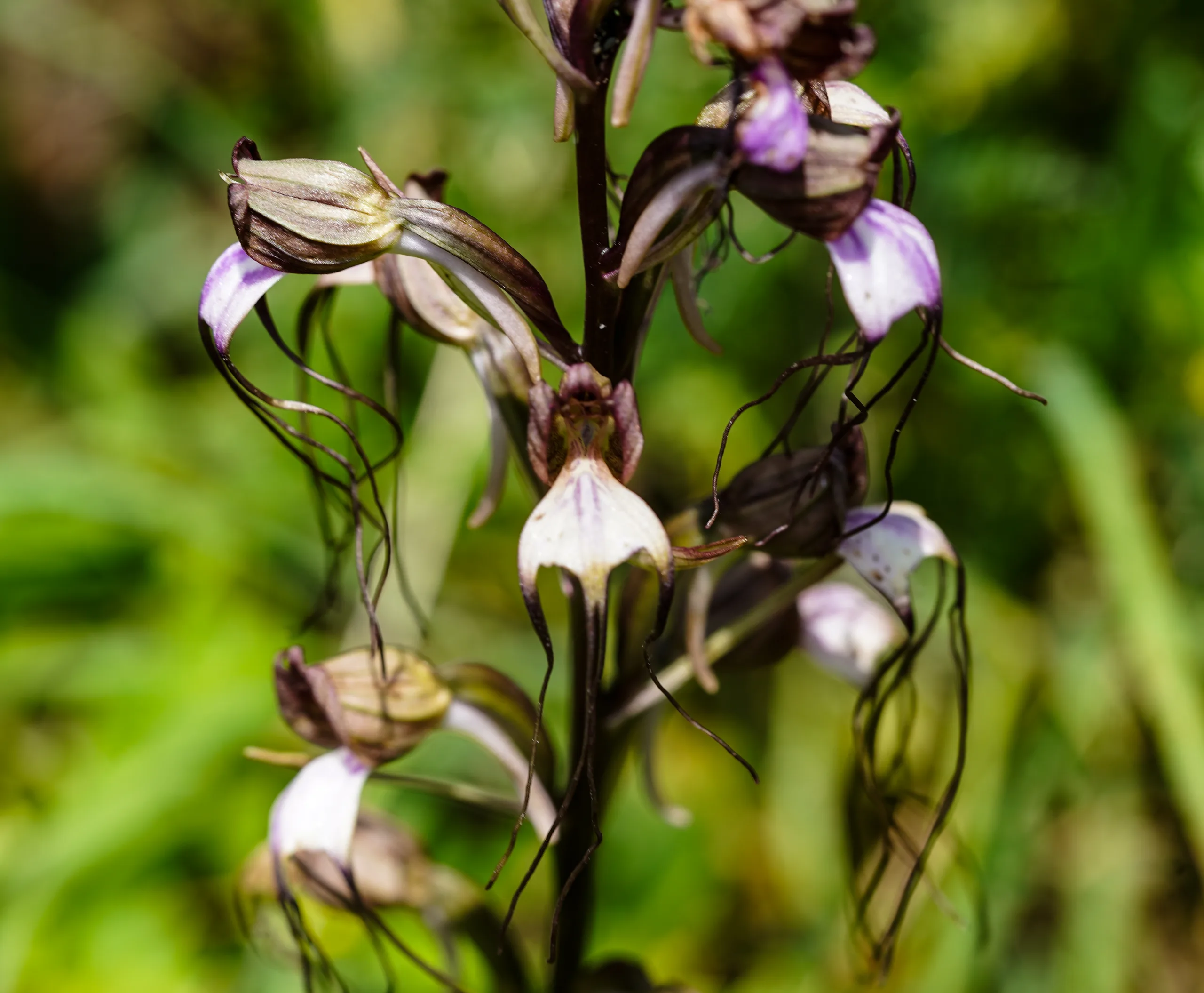 Himantoglossum comperianum