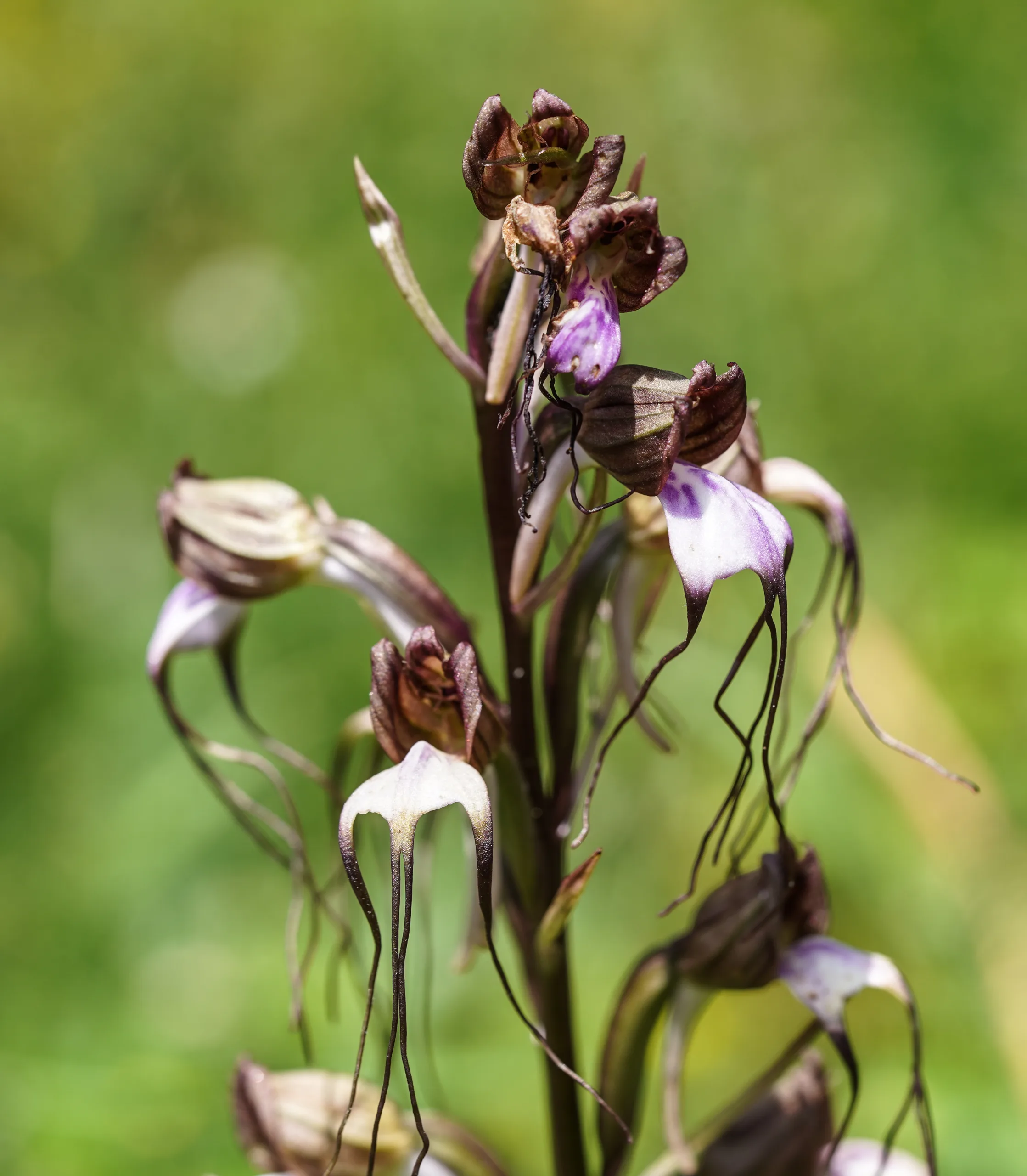 Himantoglossum comperianum