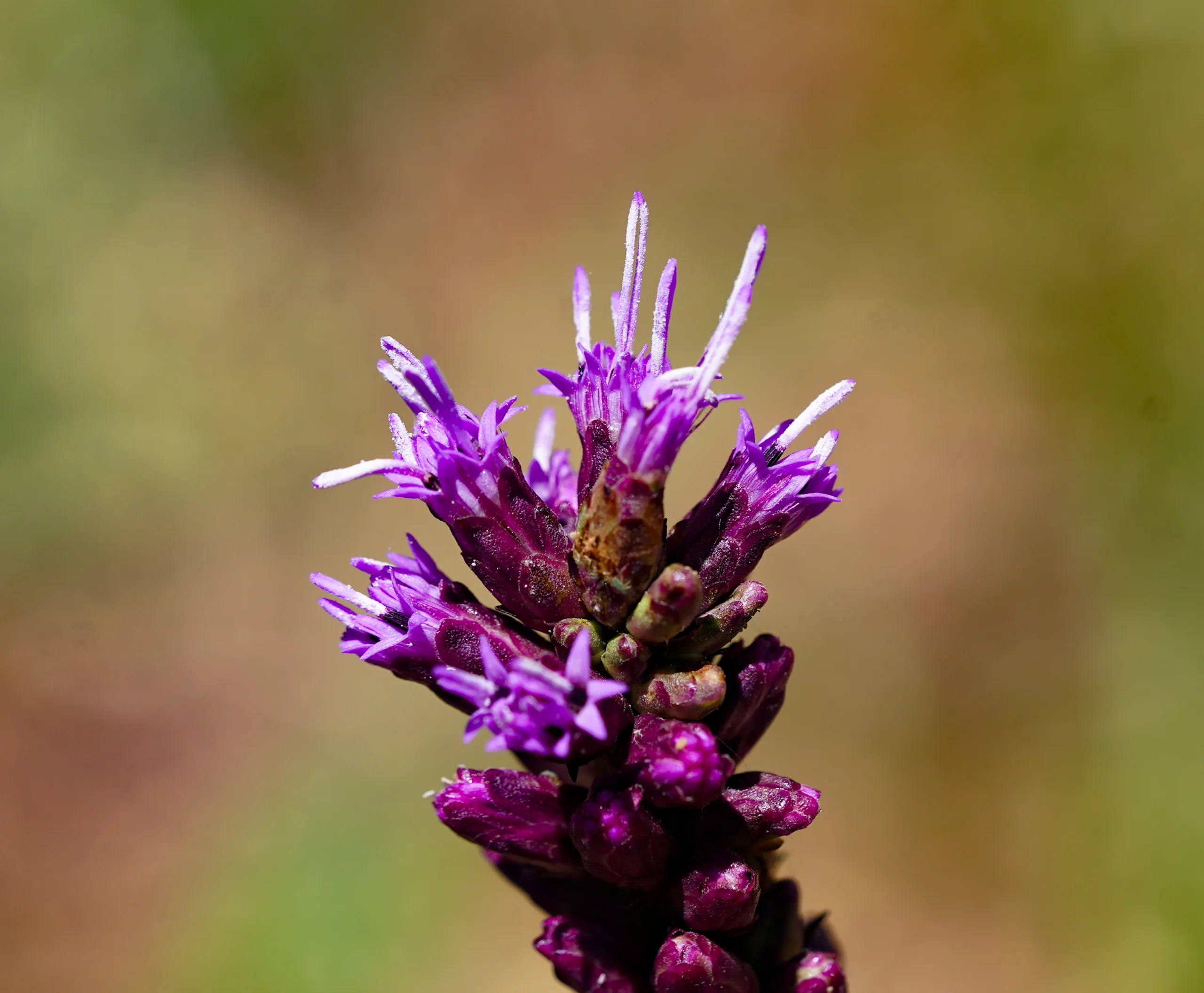 Liatris spicata