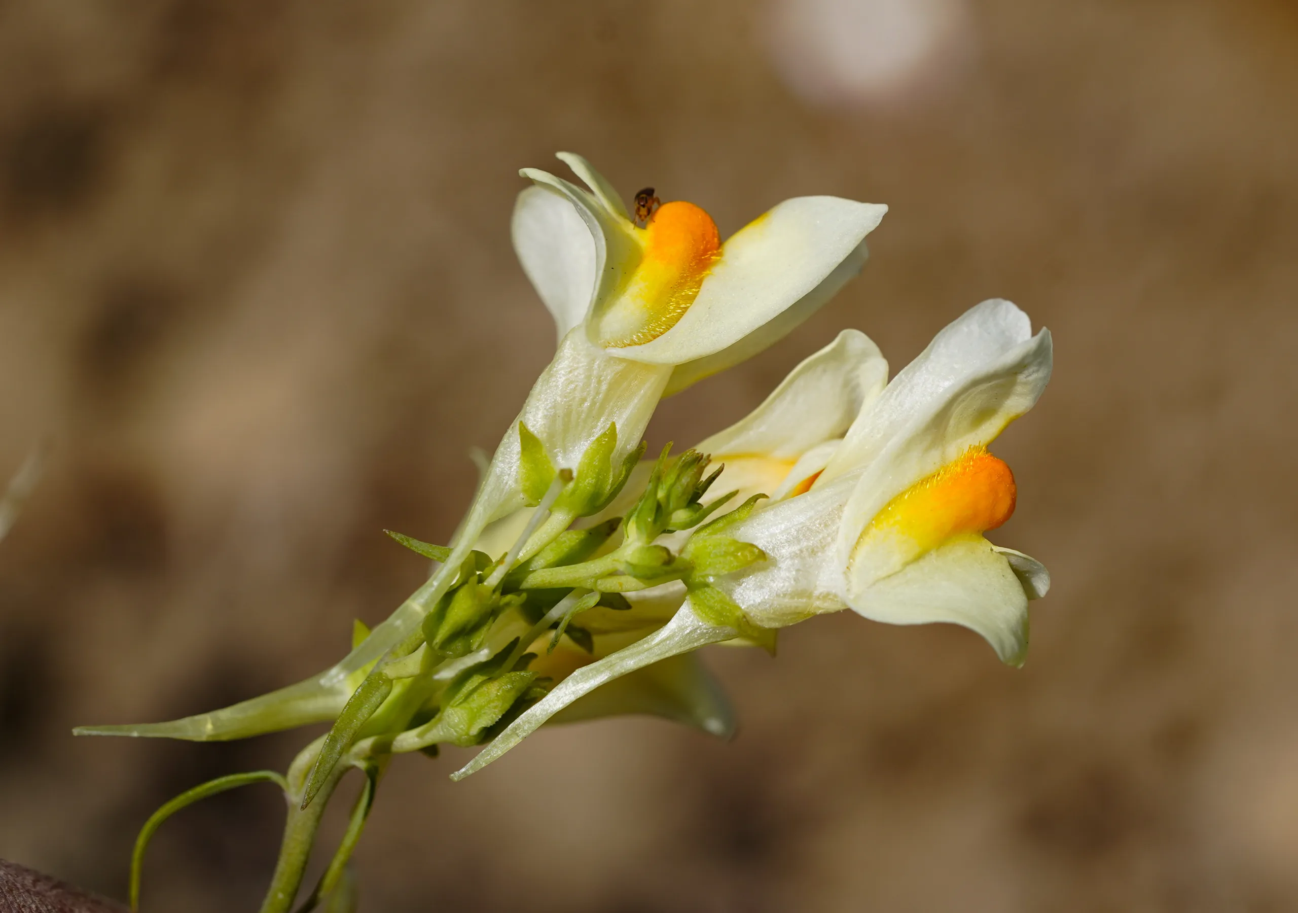 Linaria vulgaris