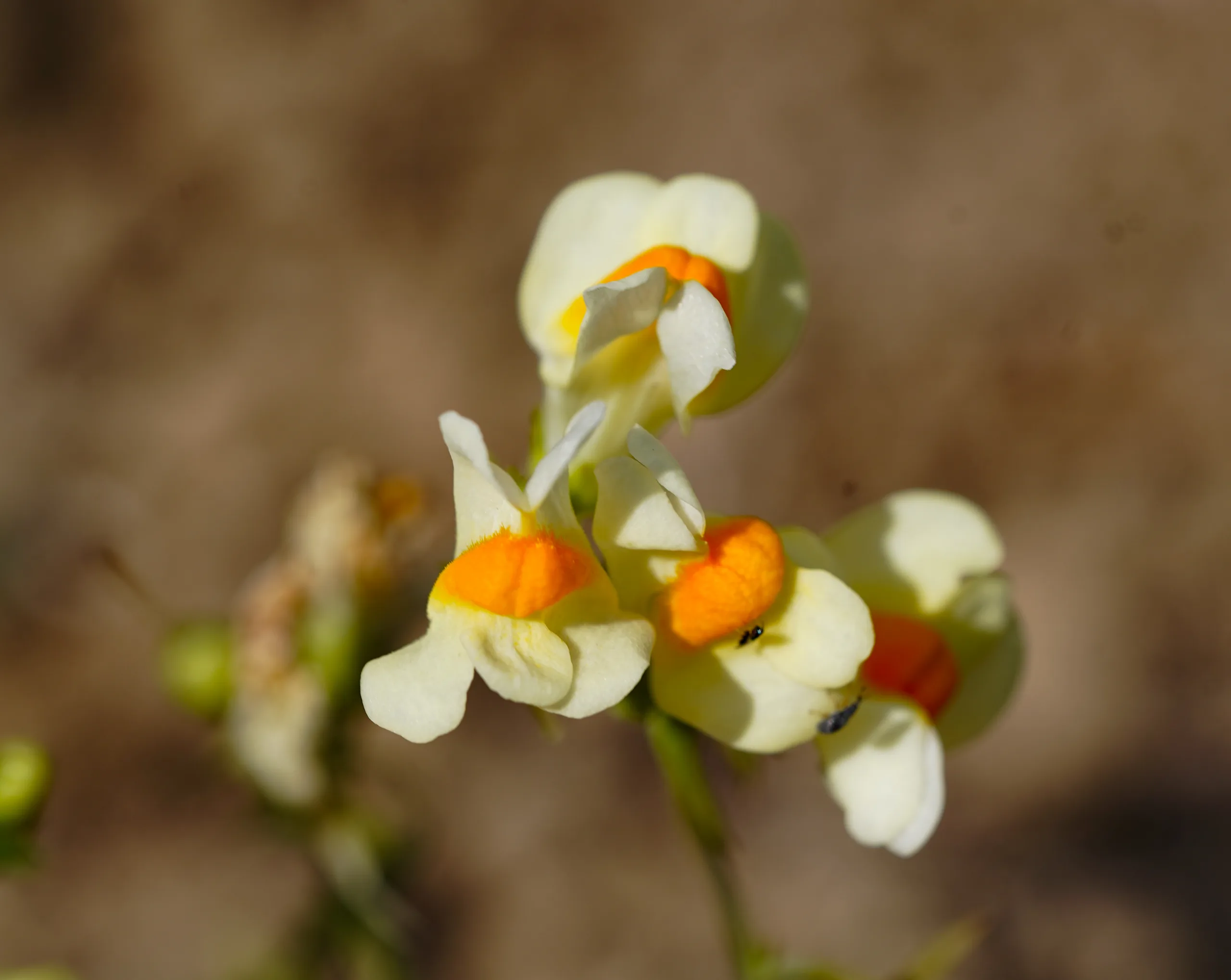Linaria vulgaris