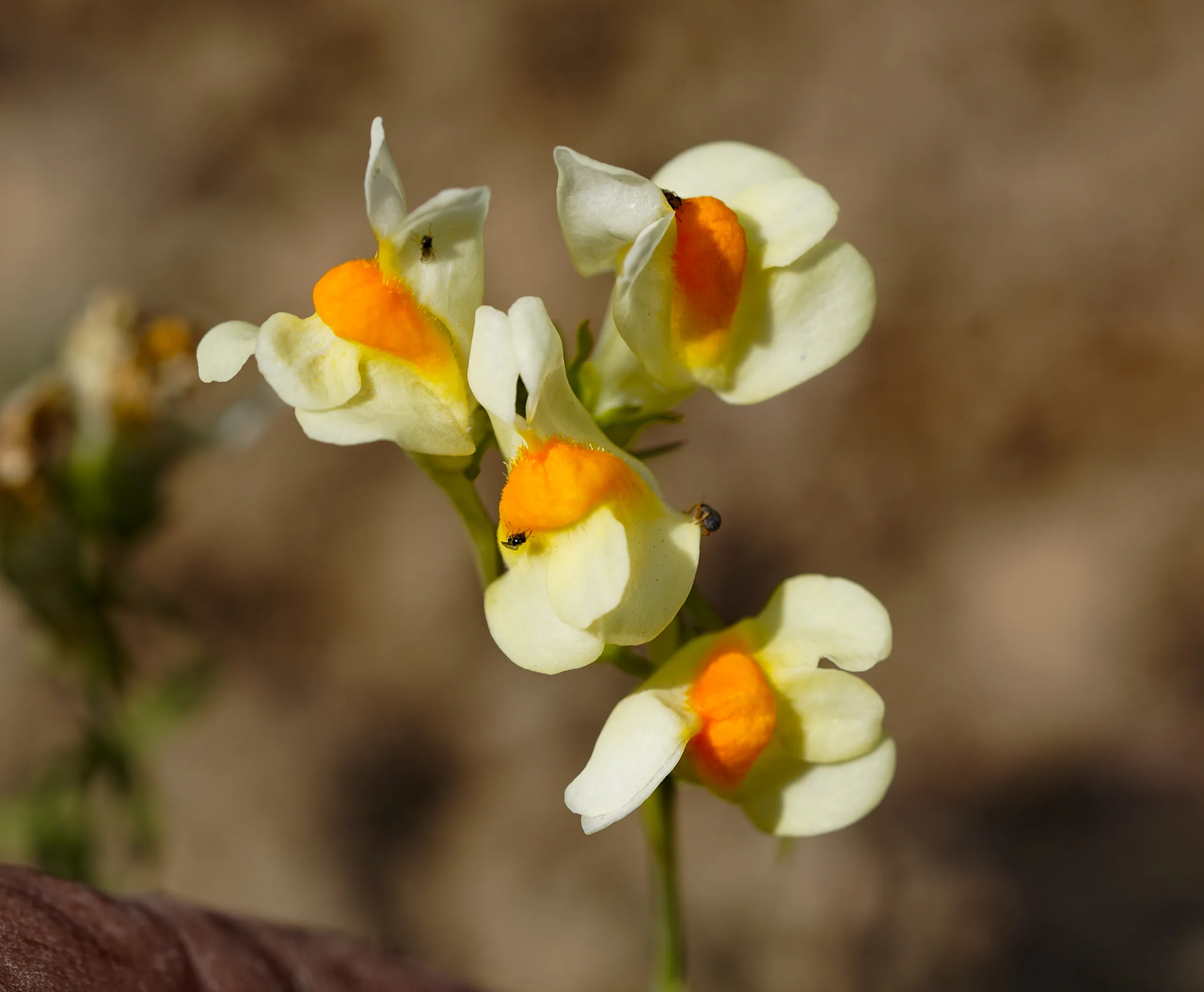Linaria vulgaris