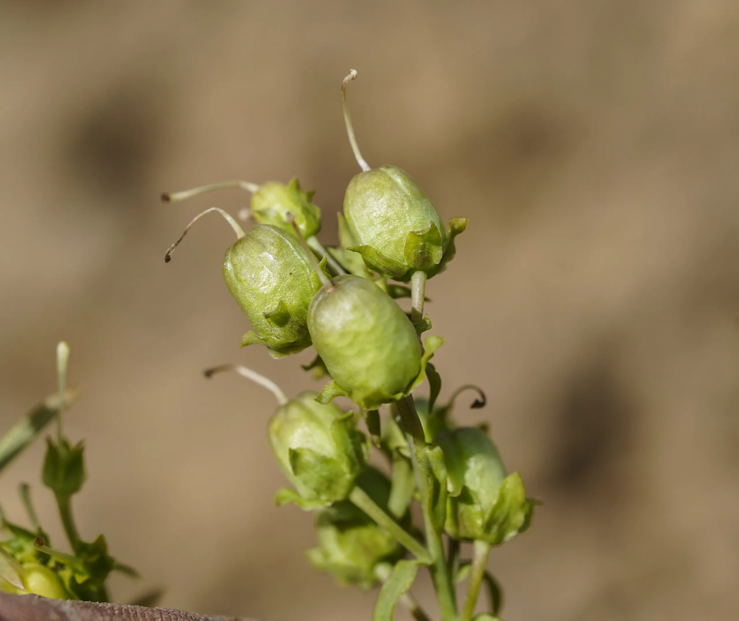 Linaria vulgaris