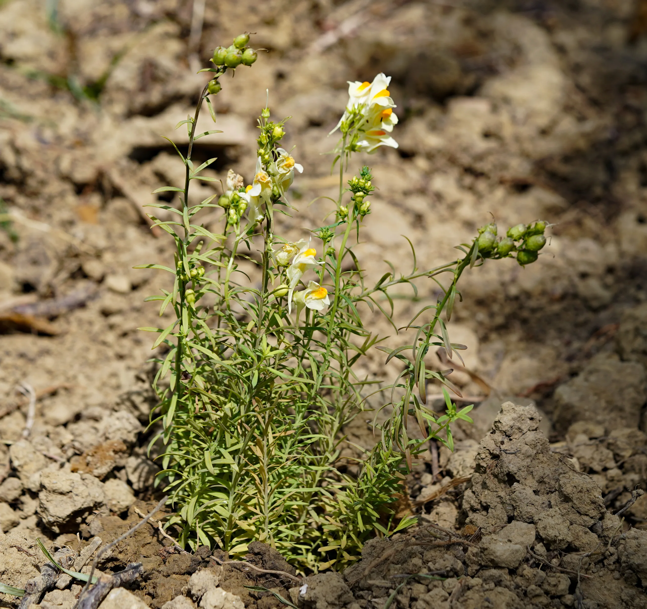 Linaria vulgaris