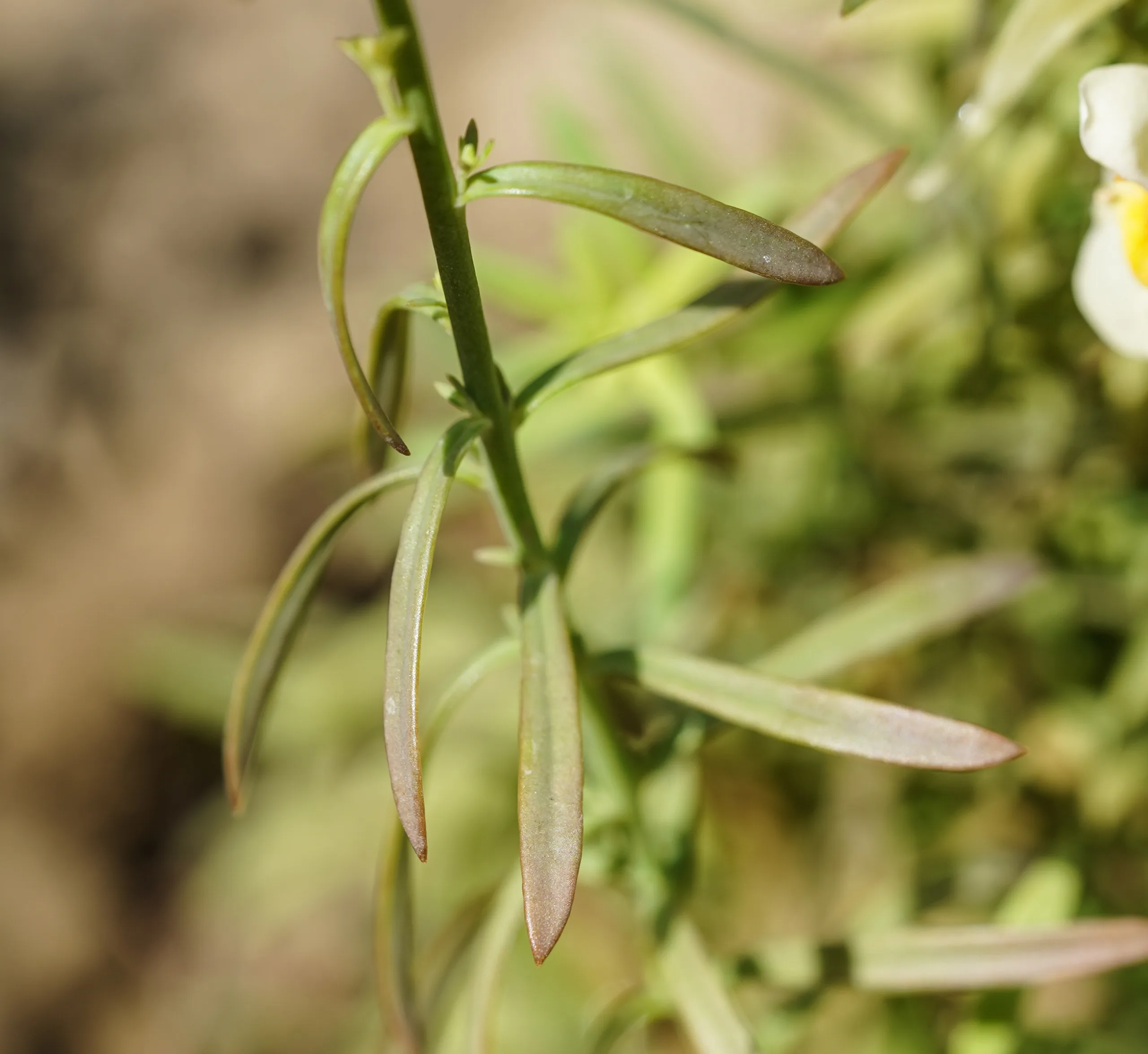 Linaria vulgaris
