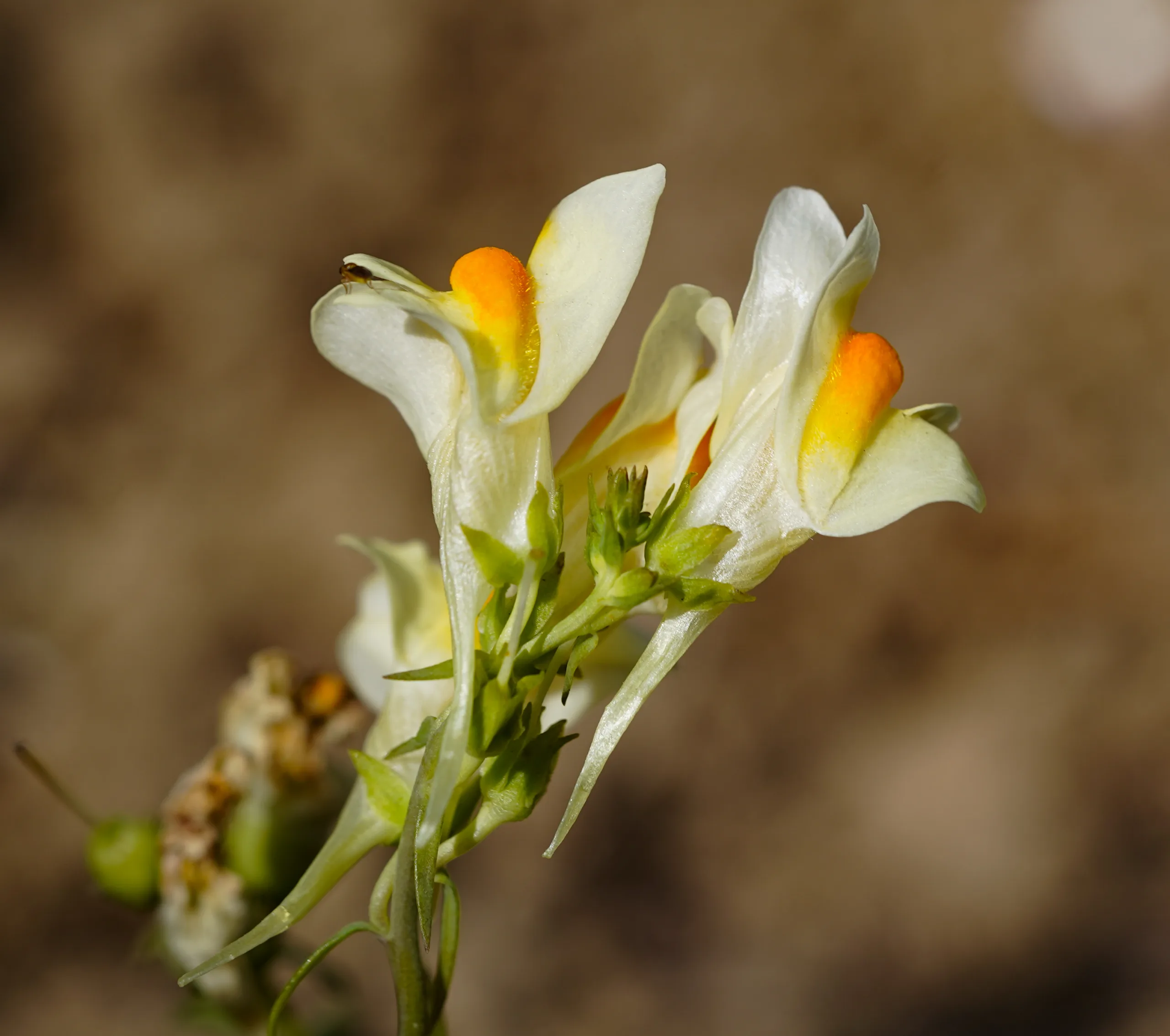 Linaria vulgaris