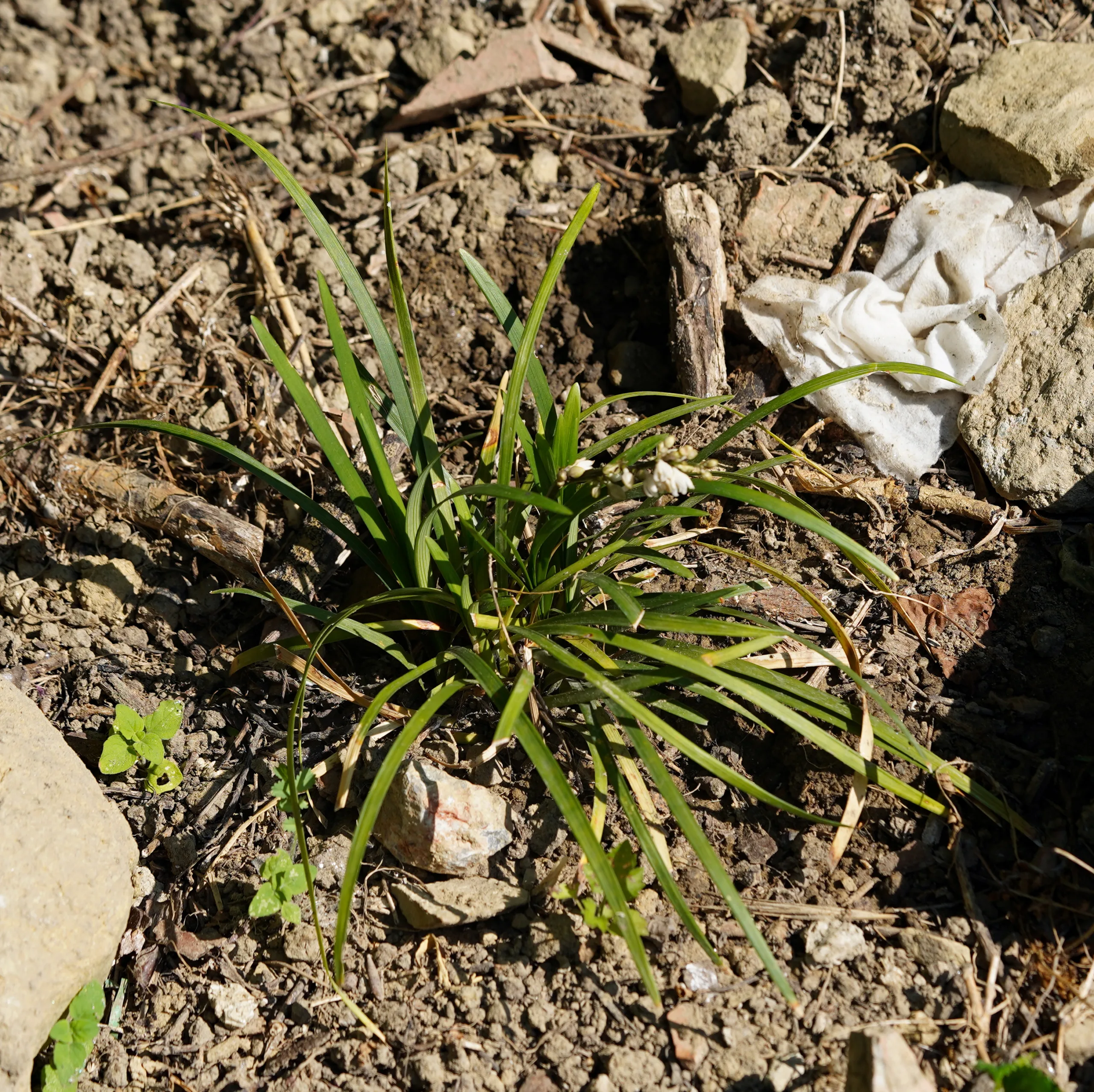 Liriope muscari