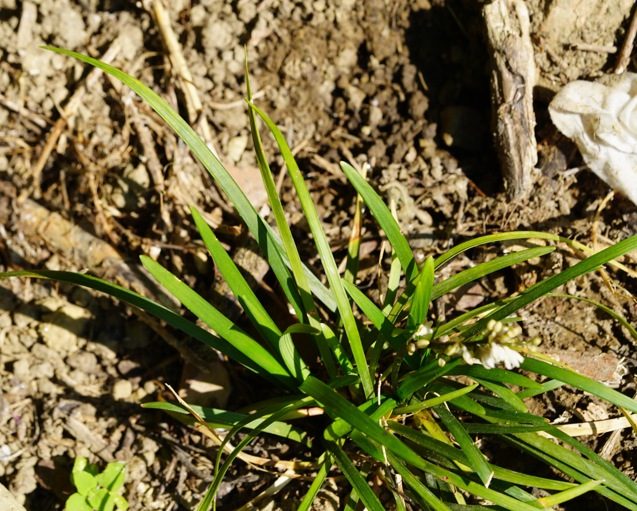 Liriope muscari