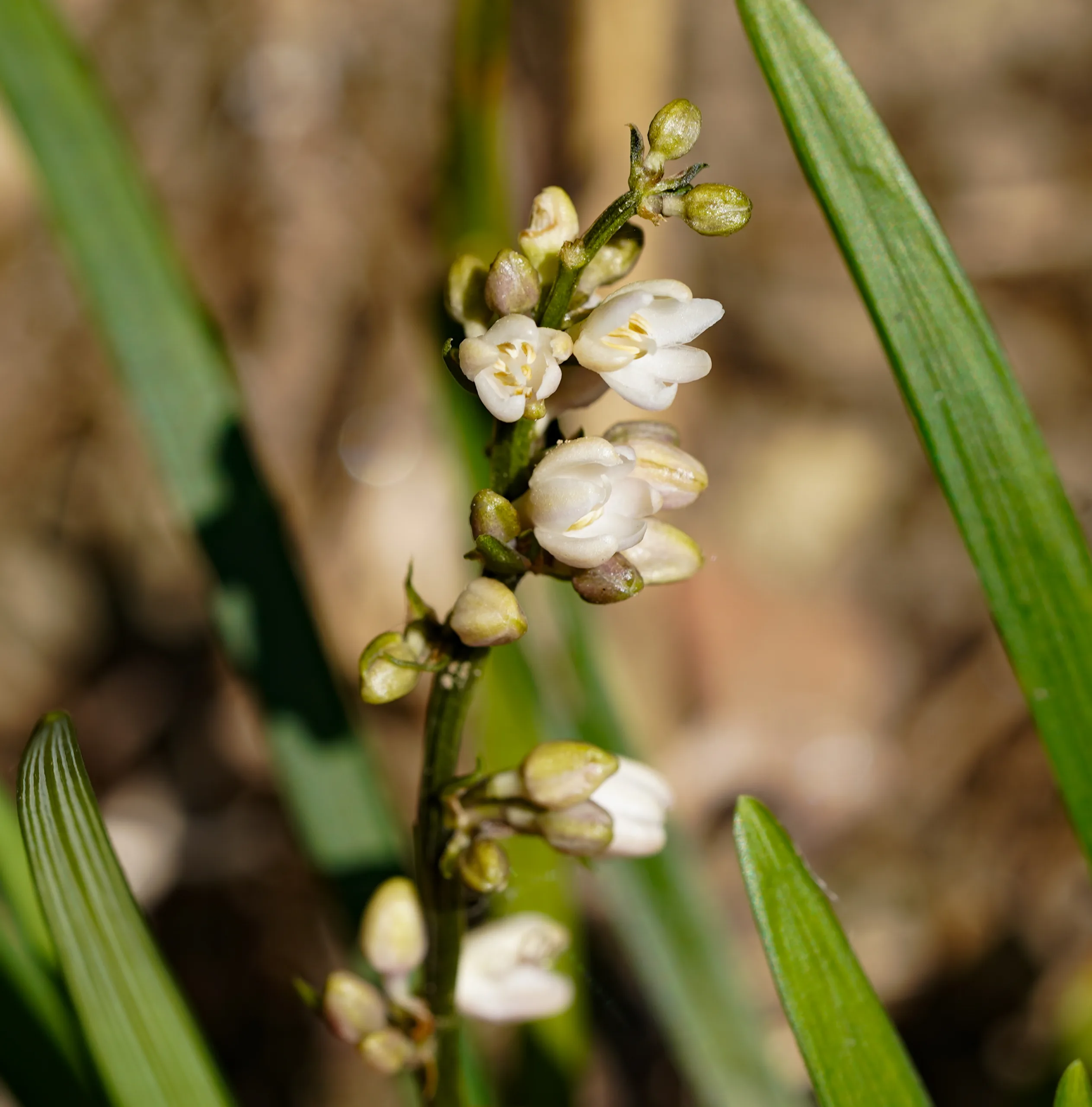 Liriope muscari