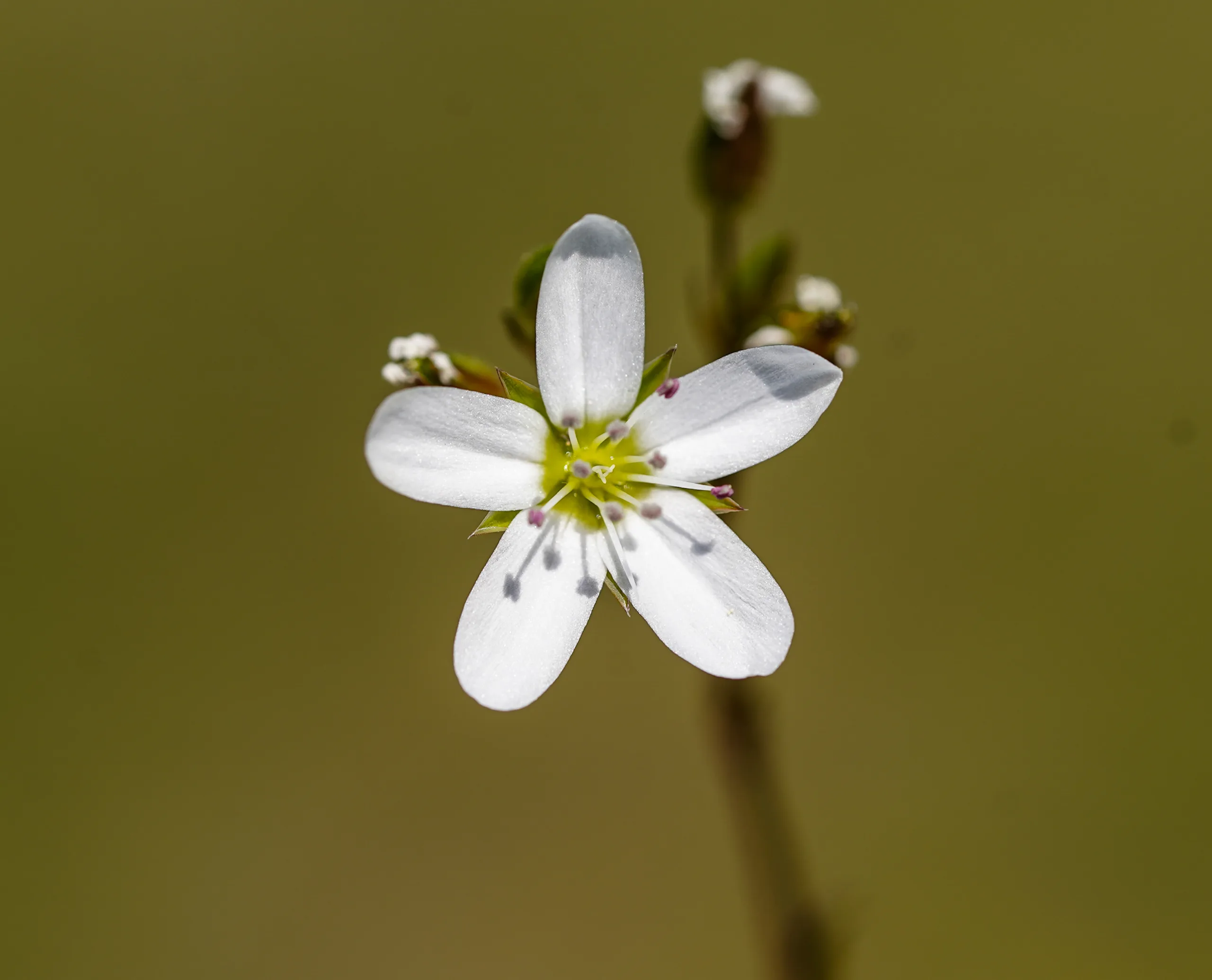 Minuartia hirsuta subsp. falcata