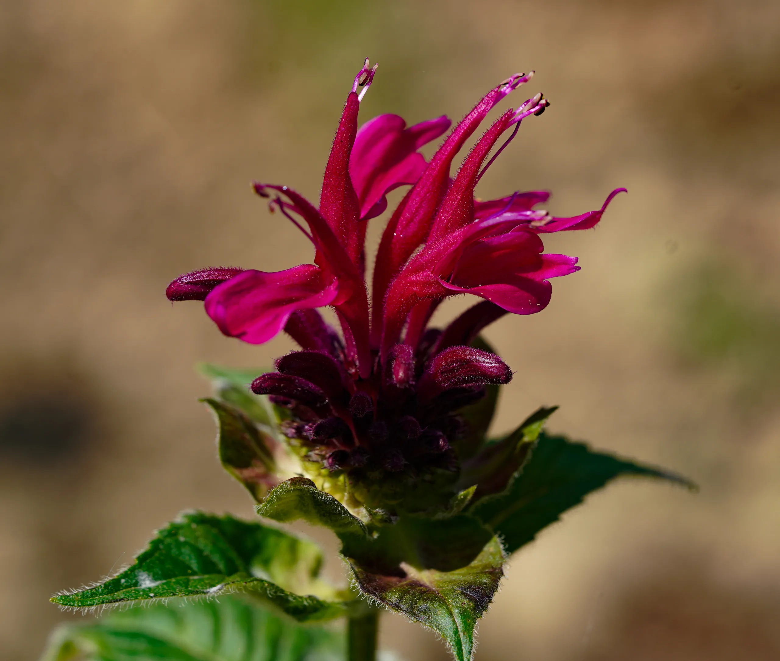 Monarda didyma